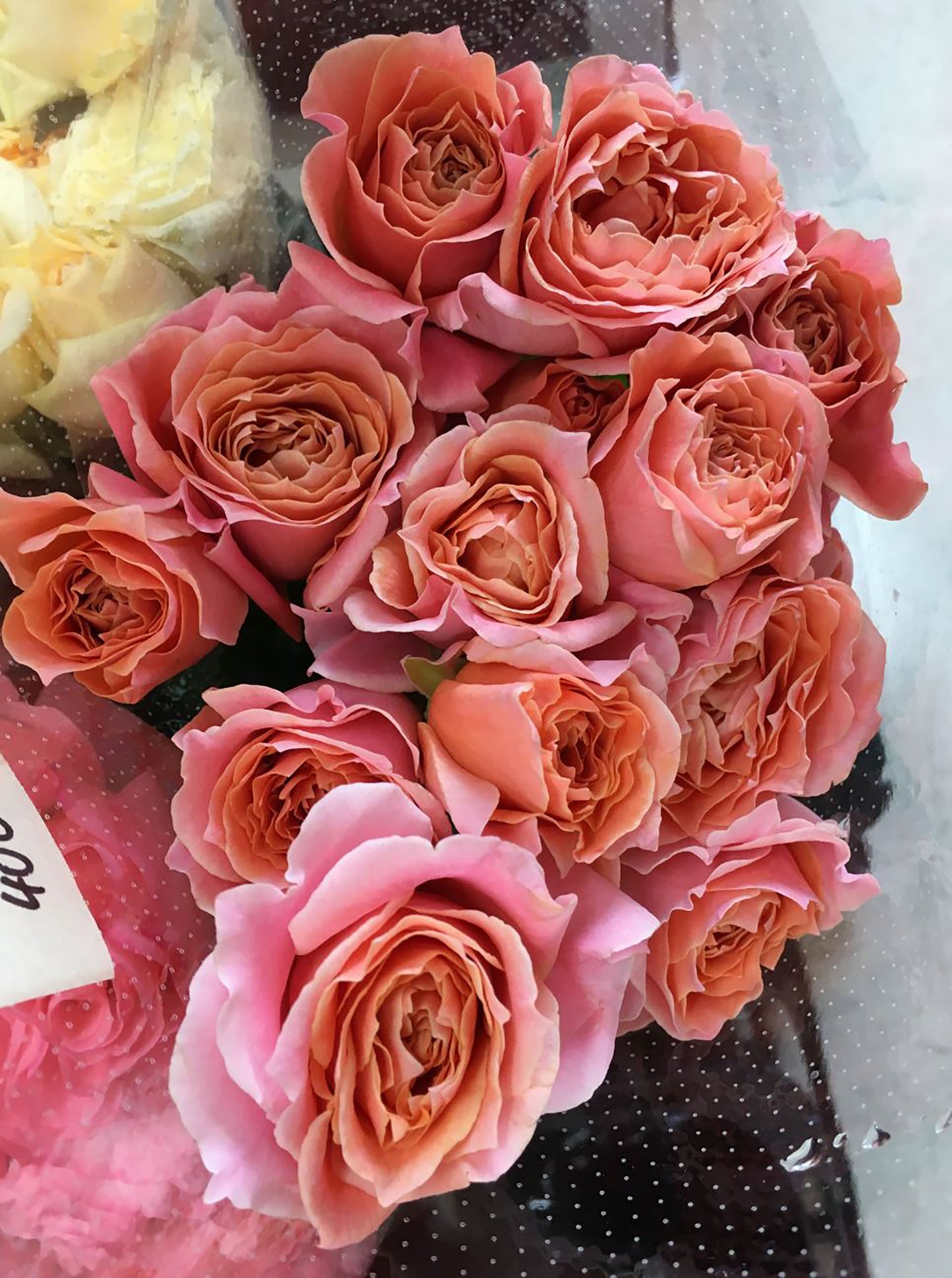 #SPJ070, Cheerleader 啦啦队长, Japanese Shrub Rose. Non-Grafted/Own Root.