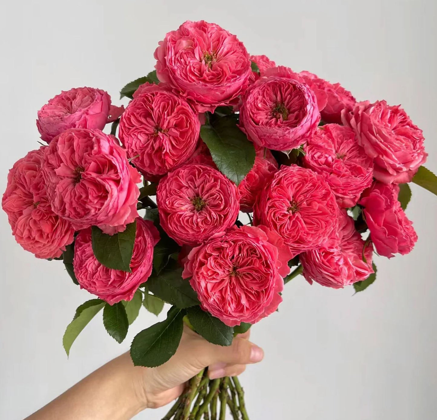 #SPC206, Flamingo 火烈鸟, Shrub Rose, upright, Strong Cold And Disease Resistance, Moderately Fragrant, Non-Grafted/Own Root.