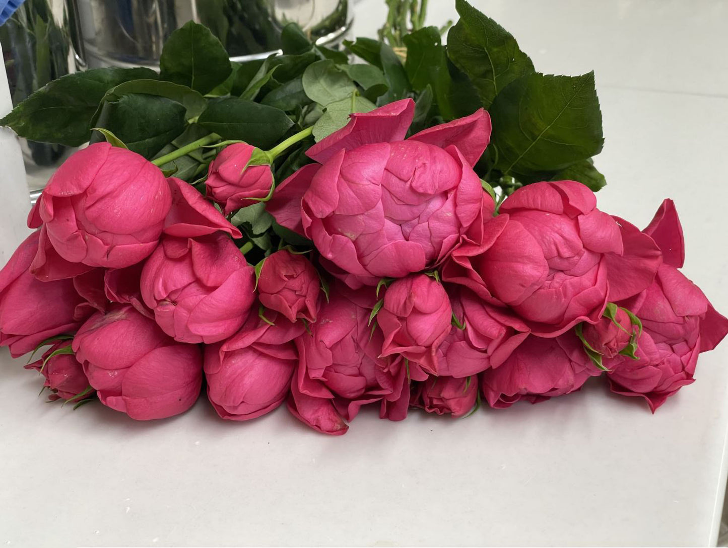 #SPJ140,Crenadine Rose 石榴汁玫瑰 ,Japanese Florist Shrub Rose, Non-Grafted/Own Root.