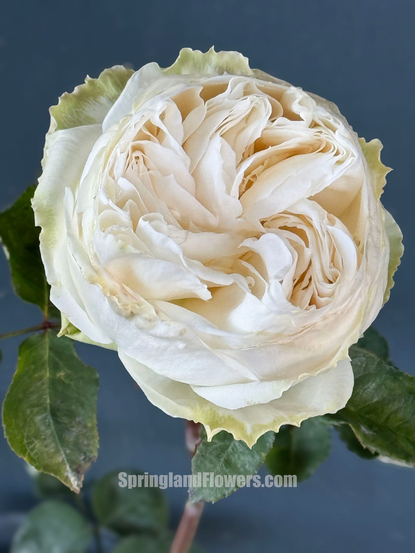 #SPJ145,Roads of wedding 婚礼之路,Japanese Florist Shrub Rose. Non-Grafted/Own Root.
