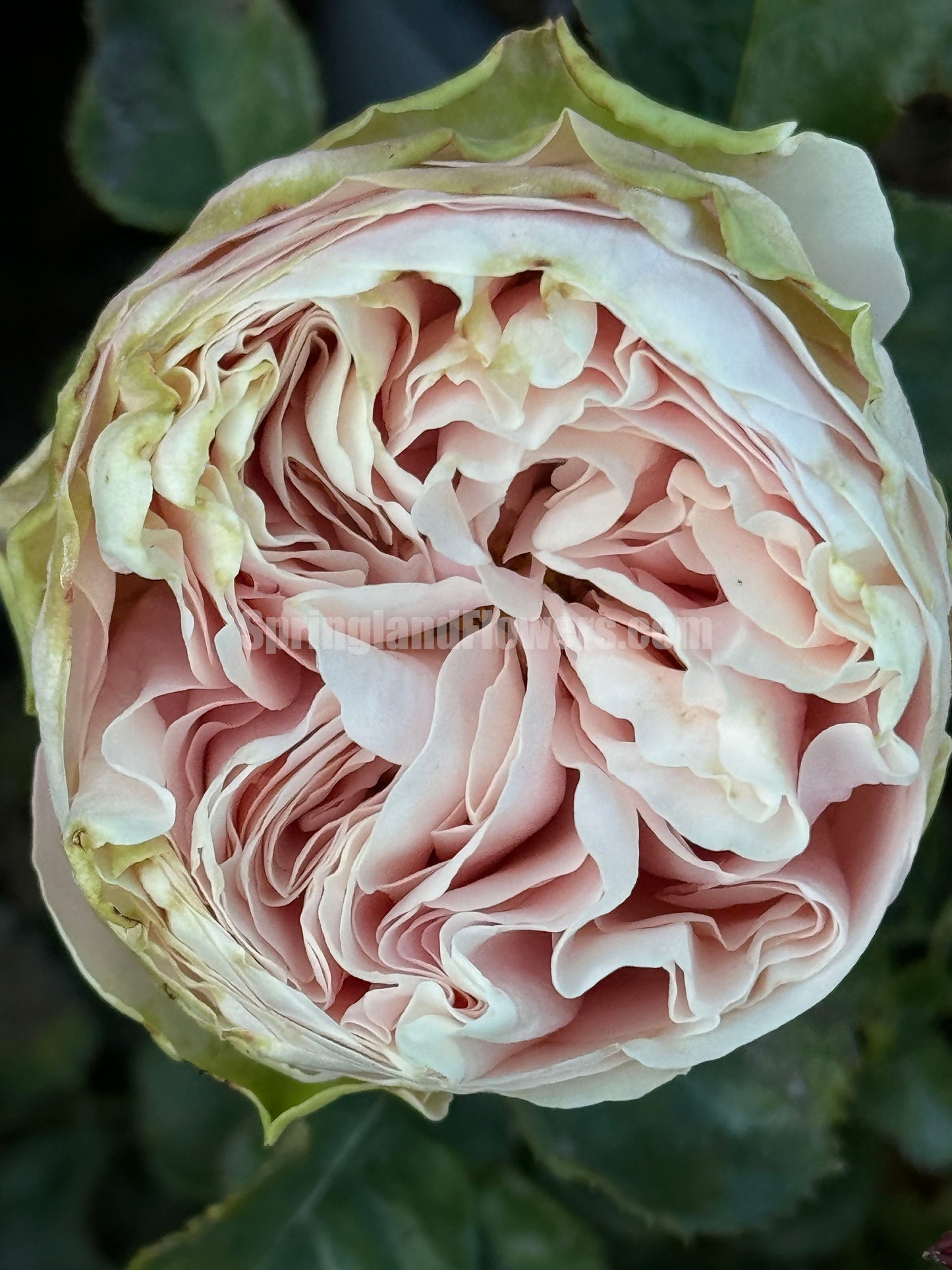 #SPN154, Extremely Similar to Unforgettable 难忘, Florist Shrub Rose, Non-Grafted/Own Root.