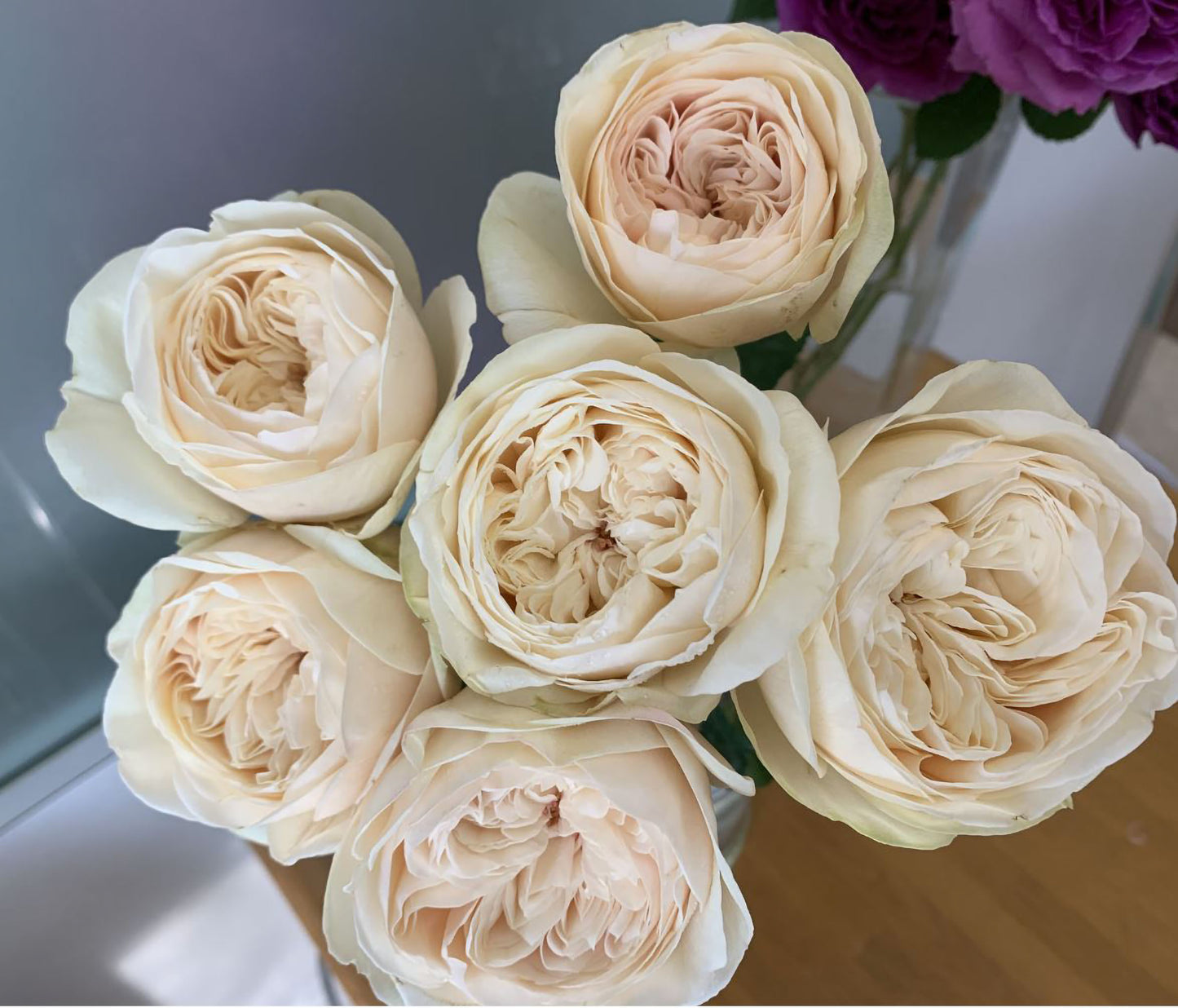 #SPJ165,Shiratama 白玉,Japanese Floribunda Rose.