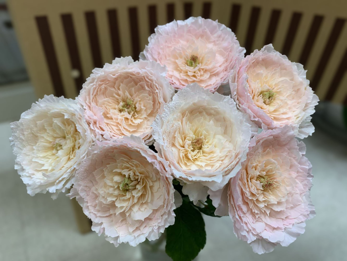 #SPJ151, Extremely Similar to Tsumugi-Hirari 紬-轻柔, Japanese Florist Shrub Rose, Non-Grafted/Own Root.