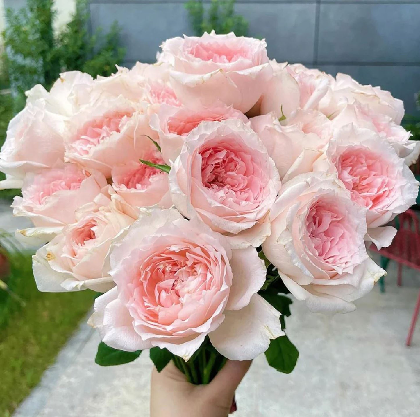 #SPJ115, Flow 涌流, Japanese Florist Shrub Rose.