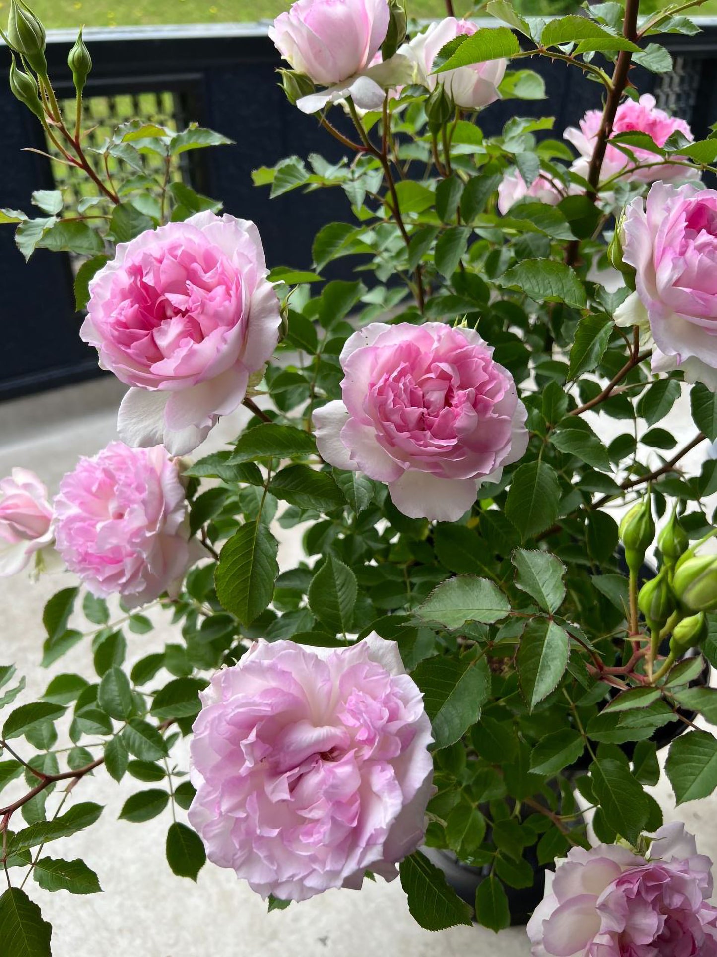 #SPJ162, NEW! Martha 玛莎, Japanese Climbing Rose, Non-Grafted/Own Root.