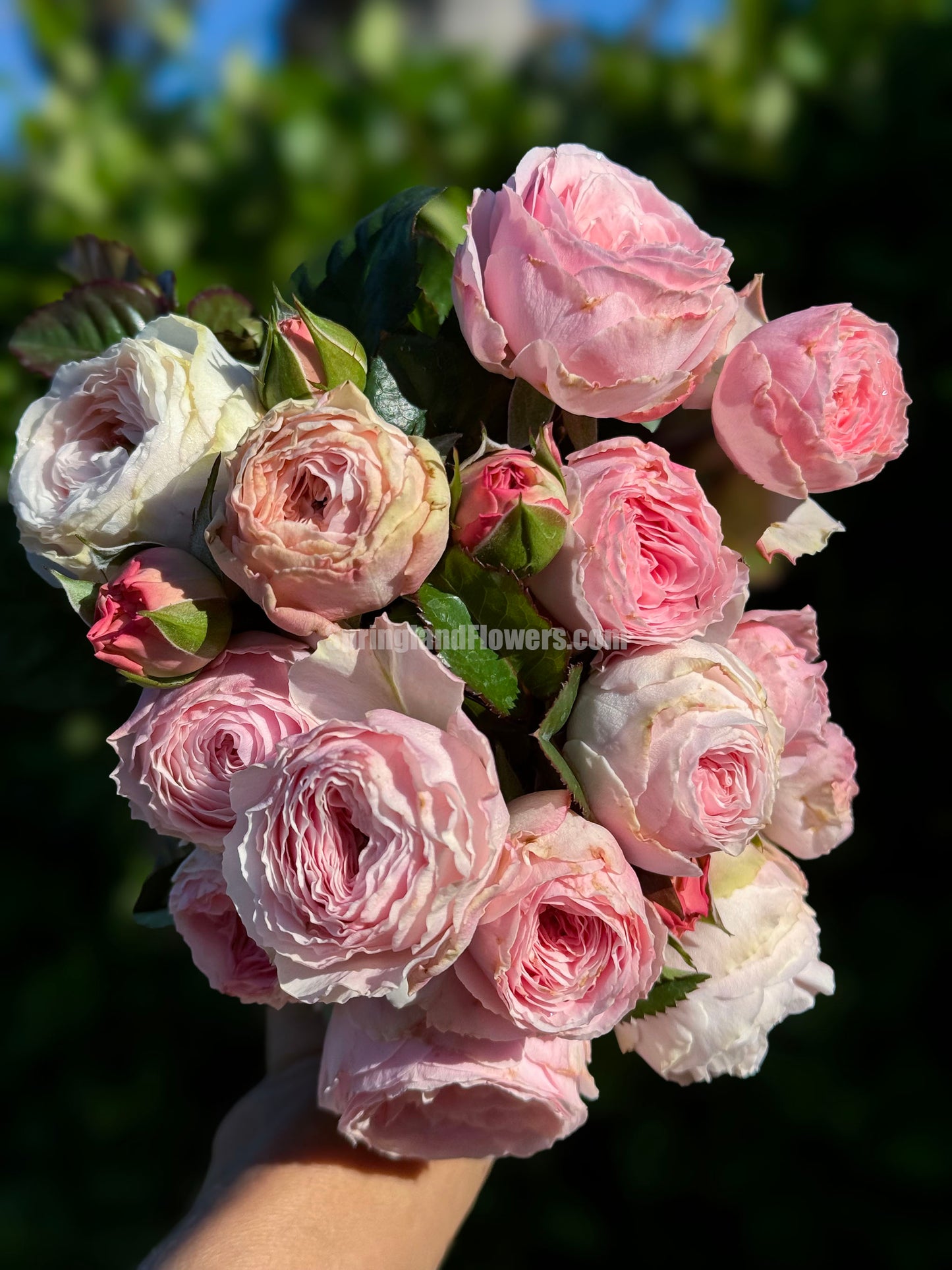 M-Pink Moon 粉月亮,Japases Floribunda Rose, Florists Rose. Thornless, Heat-tolerant, disease-resistant, Non-Grafted/Own Root.