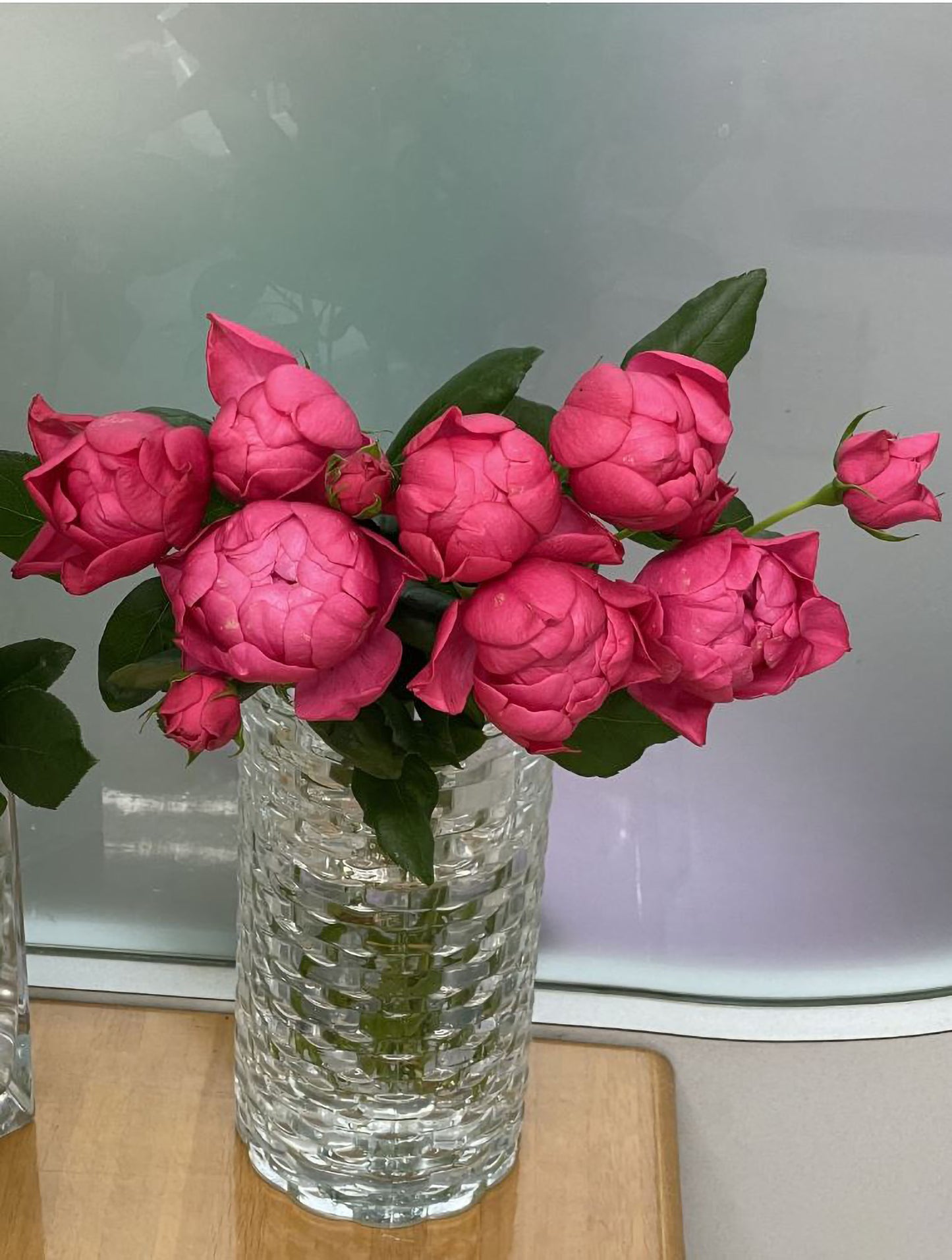 #SPJ140,Crenadine Rose 石榴汁玫瑰 ,Japanese Florist Shrub Rose, Non-Grafted/Own Root.