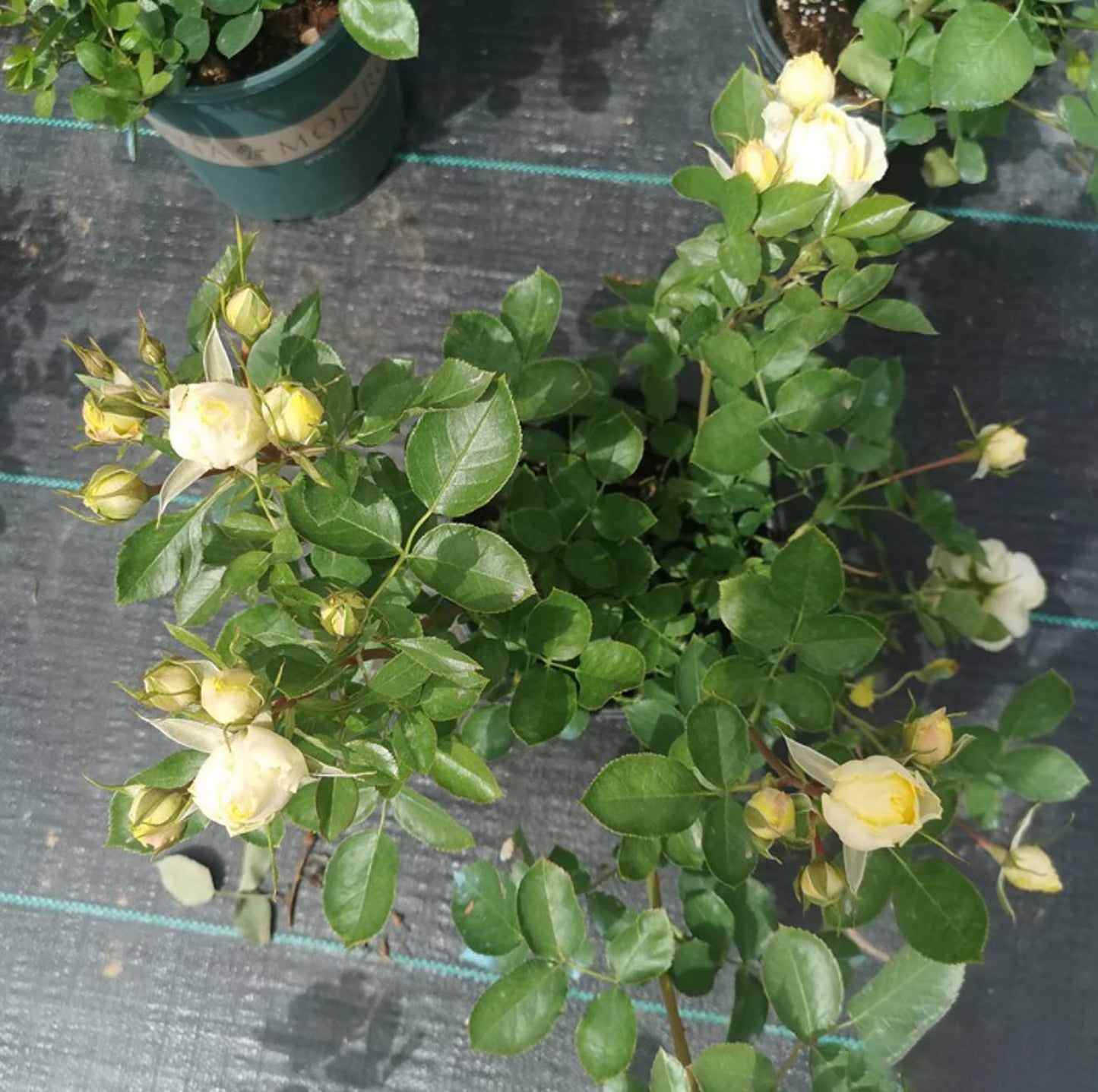 Canary 金丝雀，Floribunda Rose, 2 Years Old 1 Gal,  Non-Grafted/Own Root.