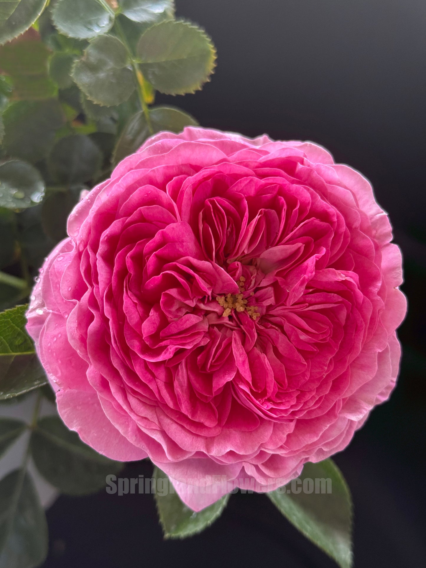 #SPG217,Modern Art 现代艺术,Shrub Rose, Non-Grafted/Own Root.