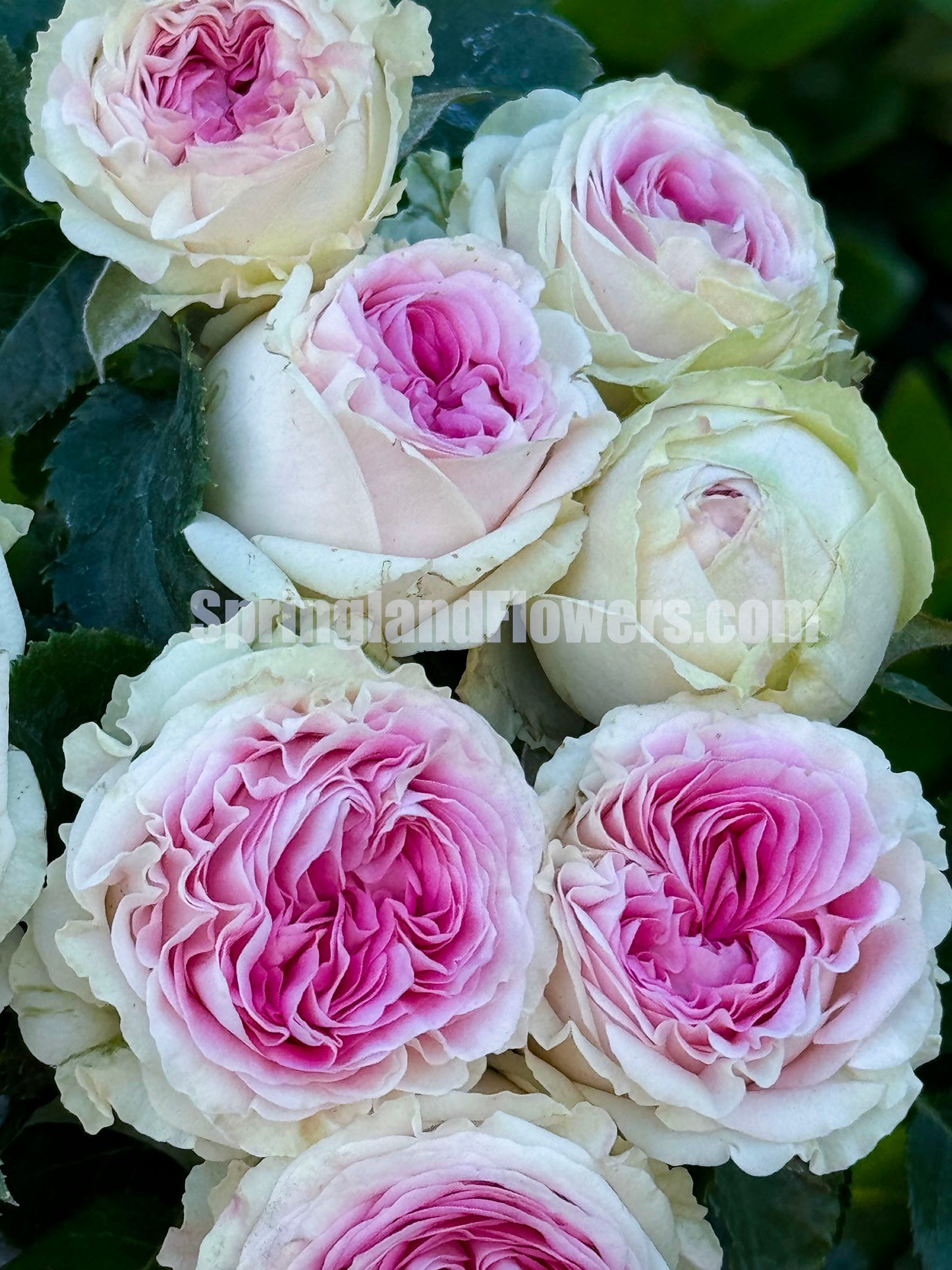 #SPN057,extremely similar to Gelato 冰淇淋, Netherlands Florist Floribunda Rose,Heat-tolerant, disease-resistant, Non-Grafted/Own Root.