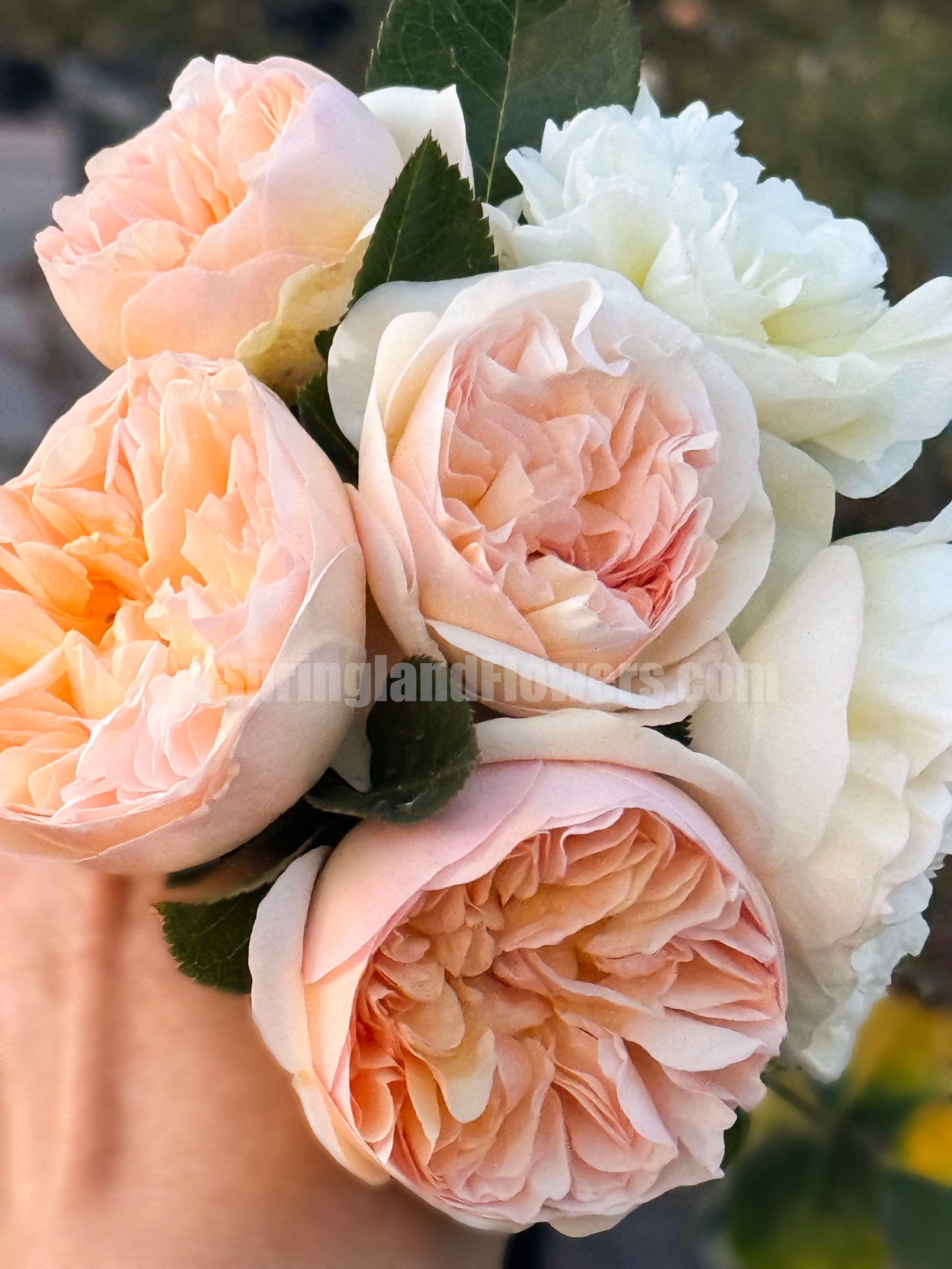 #SPJ156,Luciole 萤火虫 リュシオール,Japanese Shrub Rose, Disease-resistant and prolific bloomer. Non-Grafted/Own Root.