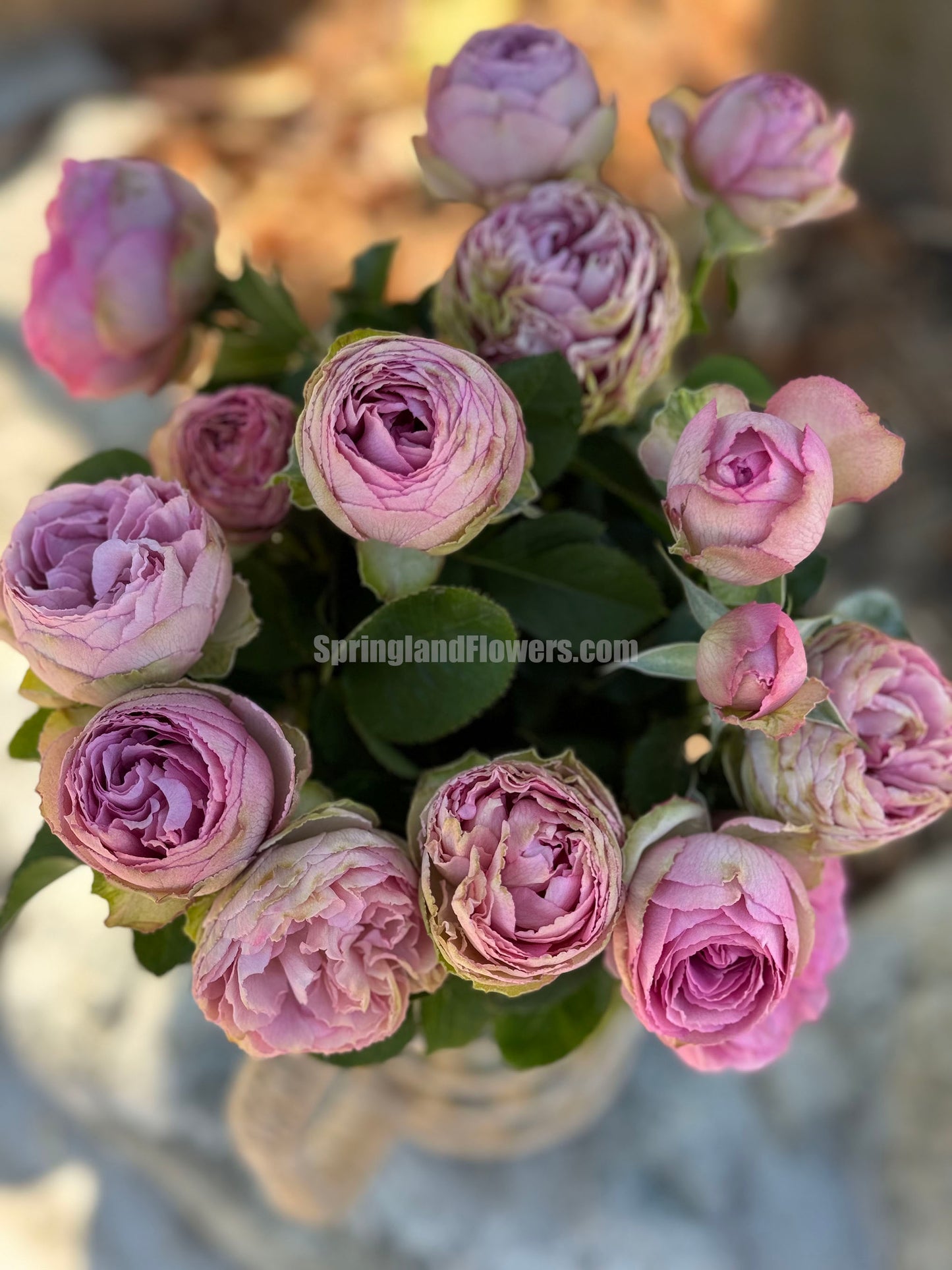 #SPN088,Extremely Similar to Lavender Lace 薰衣草蕾丝, Florist Shrub Rose, Non-Grafted/Own Root.