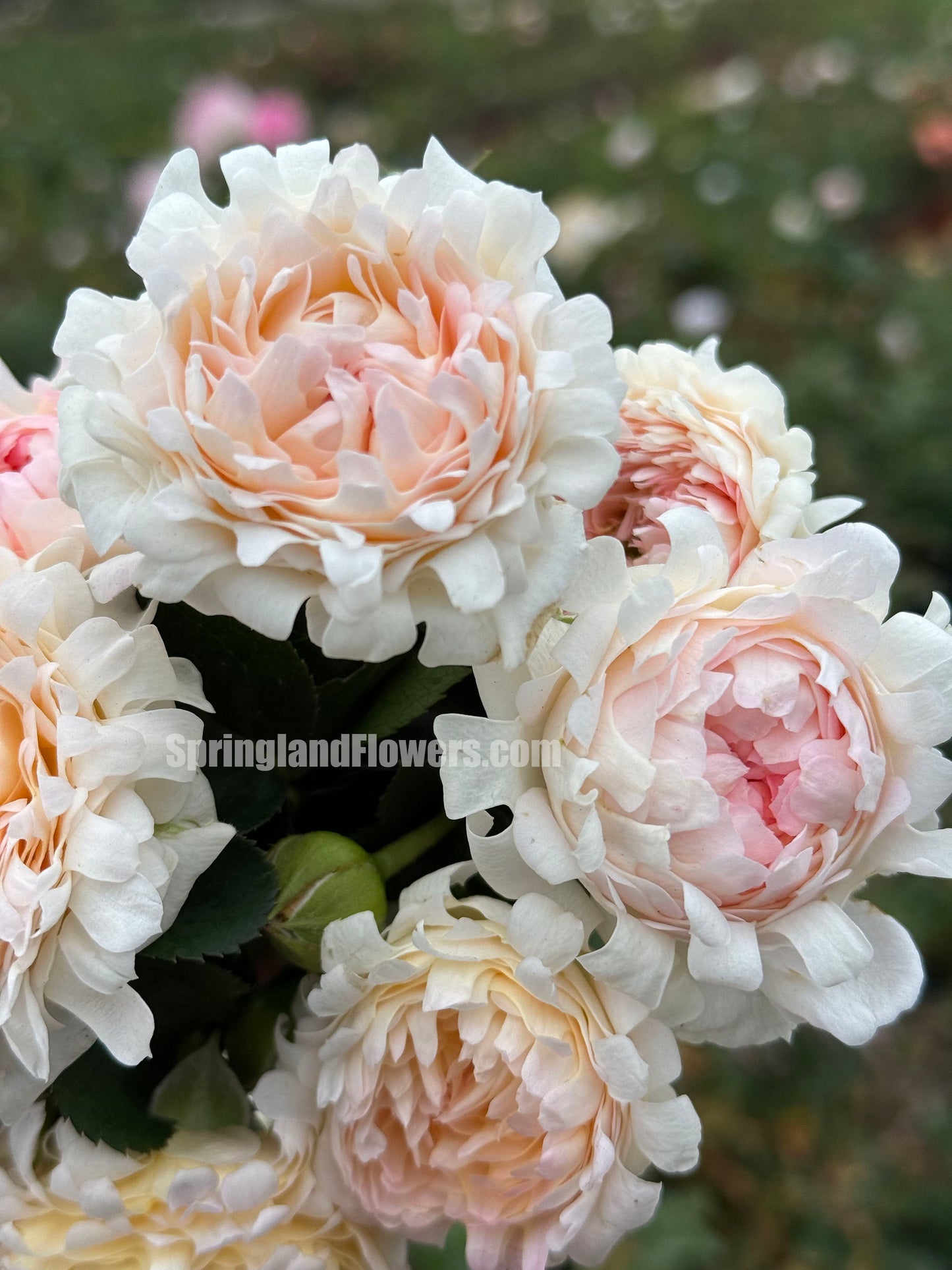 #SPN220, Peach Anemone 桃子海葵 , Shrub Rose,Heat-tolerant, disease-resistant, Thornless, Non-Grafted/Own Root.