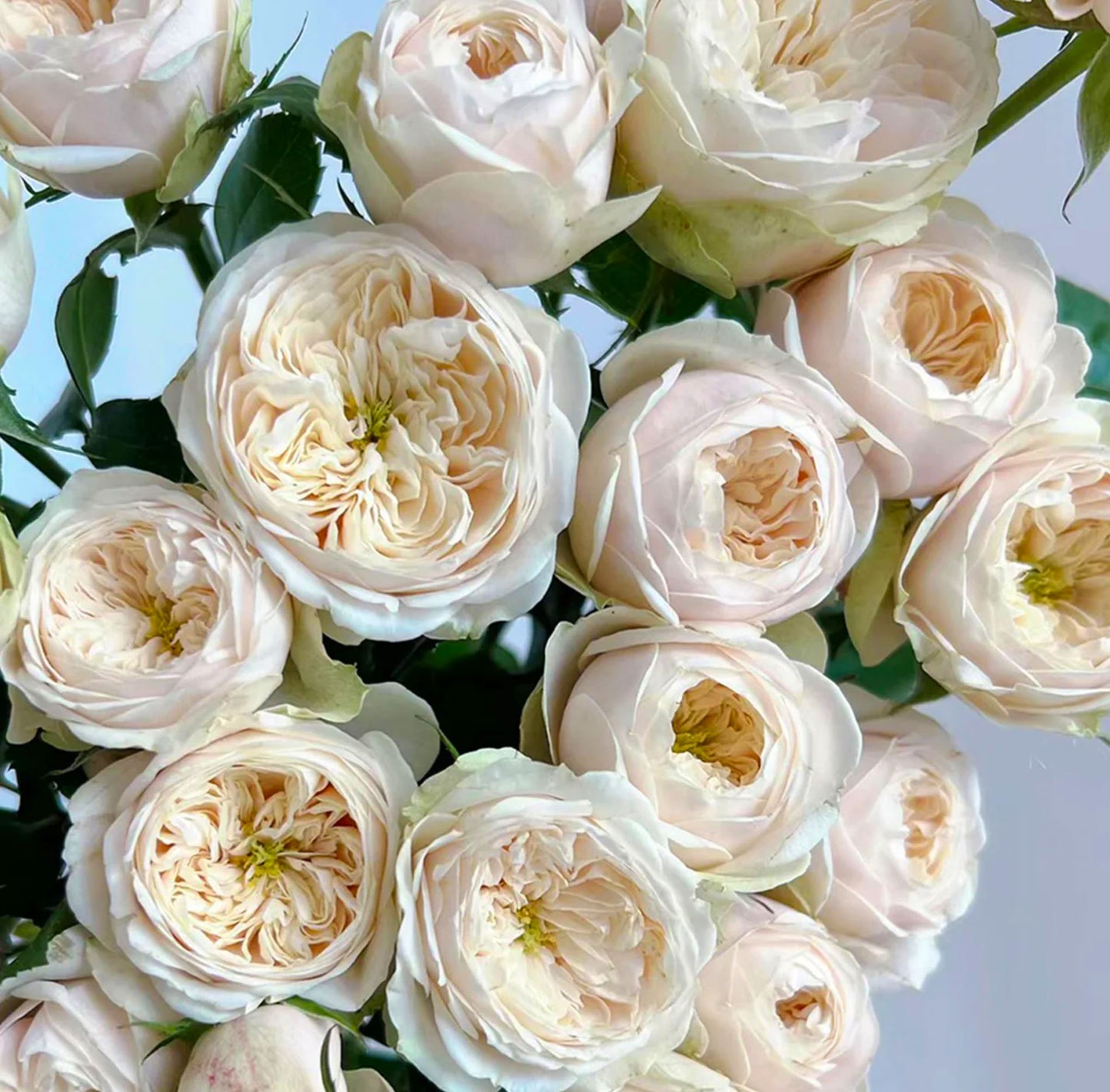 #SPN116, Darlington 达林顿, Florist Shrub Rose.