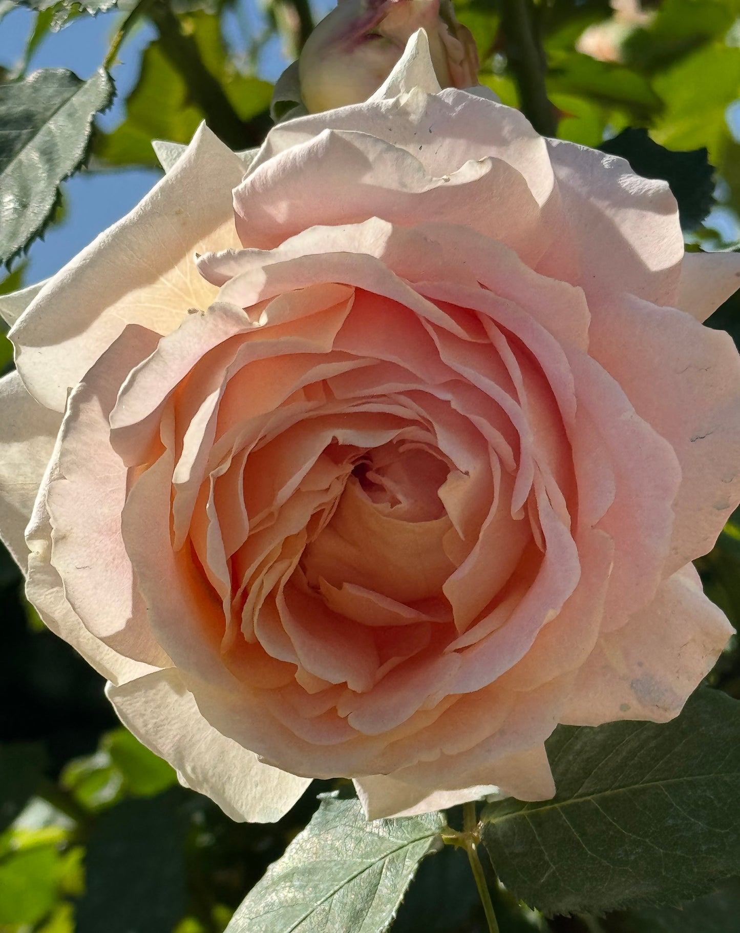 Fun in the Sun, Floribunda Rose,Heat-tolerant, disease-resistant, Non-Grafted/Own Root.