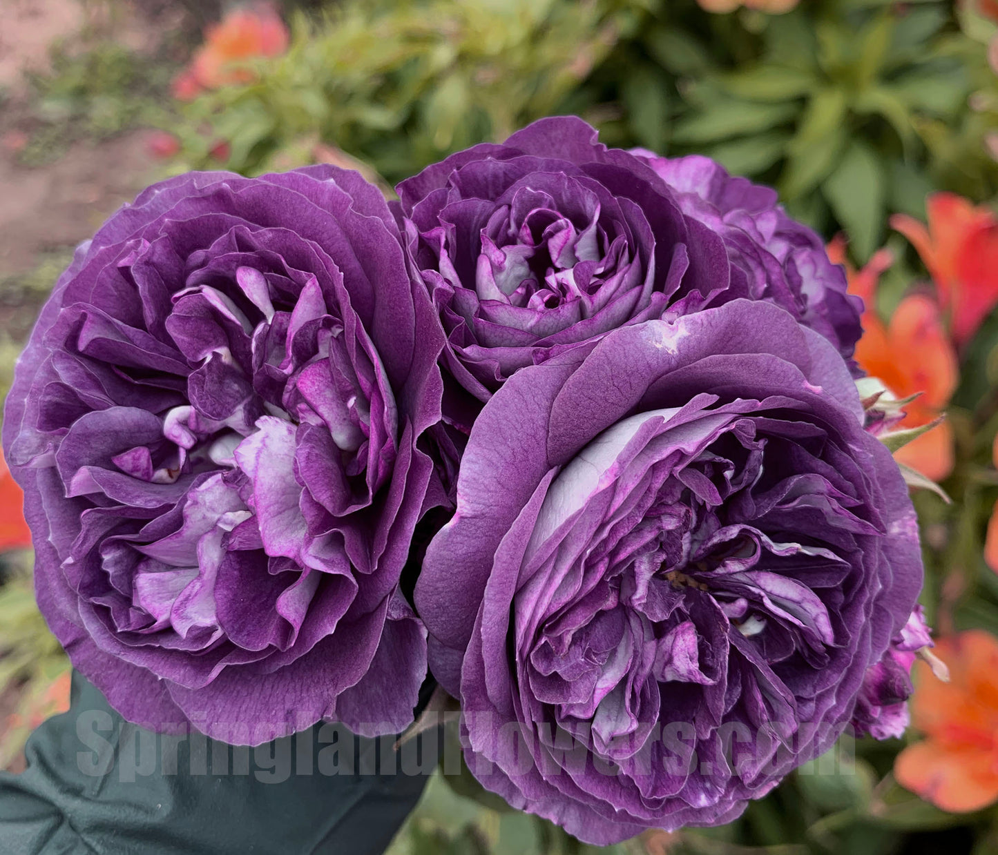 #SPJ099,Rinaldo 圣十字军, Japanese Shrub Rose, Non-Grafted/Own Root.