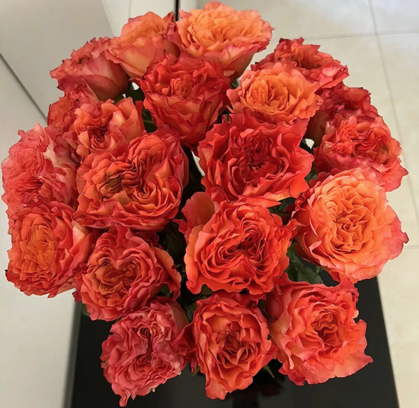 Free Spirit 自由主义,Florist Cutting Rose,Non-Grafted/Own Root.