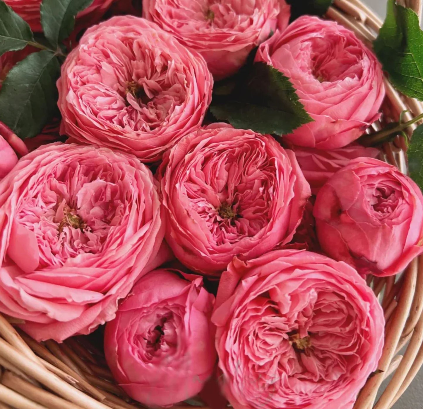#SPC206, Flamingo 火烈鸟, Shrub Rose, upright, Strong Cold And Disease Resistance, Moderately Fragrant, Non-Grafted/Own Root.