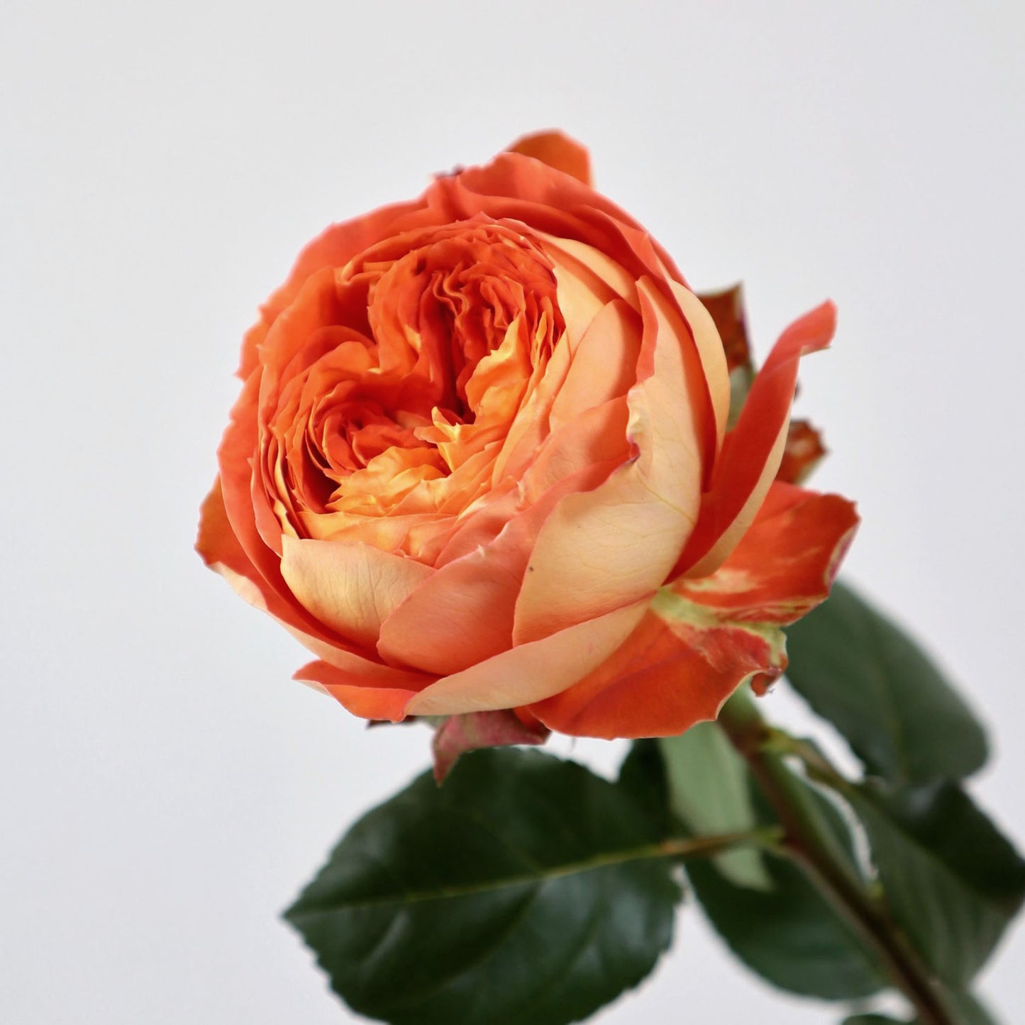 #SPJ131,Arancia 橙意,Japanese Floribunda Rose, Non-Grafted/Own Root.