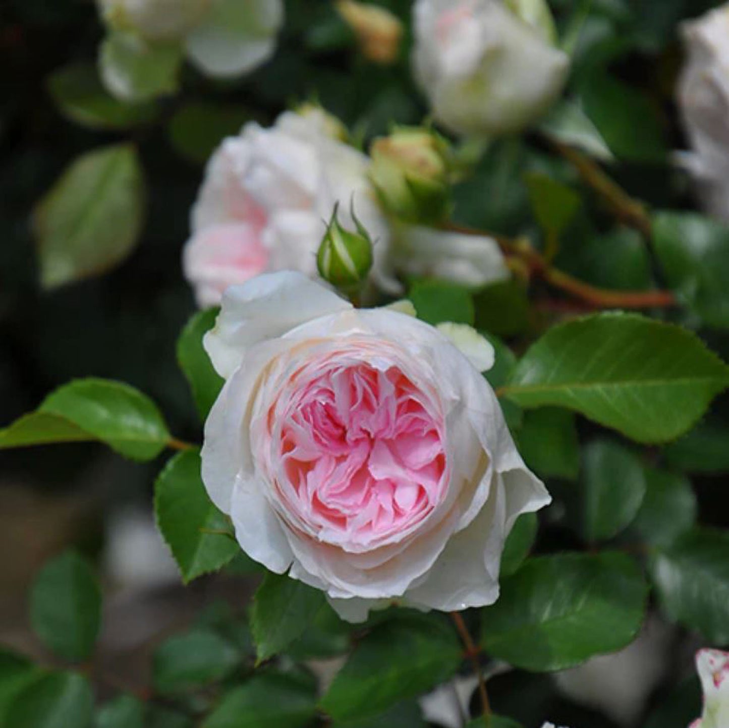 #SPJ133, Roxanne 罗克珊/黎明, Japanese Floribunda Rose, Non-Grafted/Own Root.