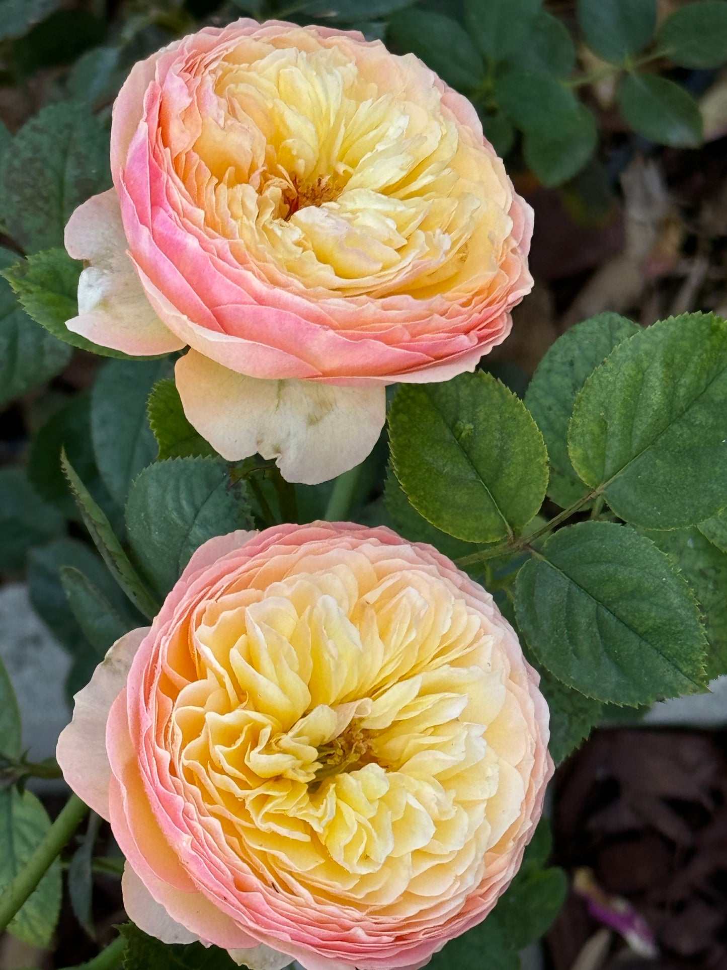 #SPC195,Plump Apricot 杏子肥, Floribunda Rose, Non-Grafted/Own Root.