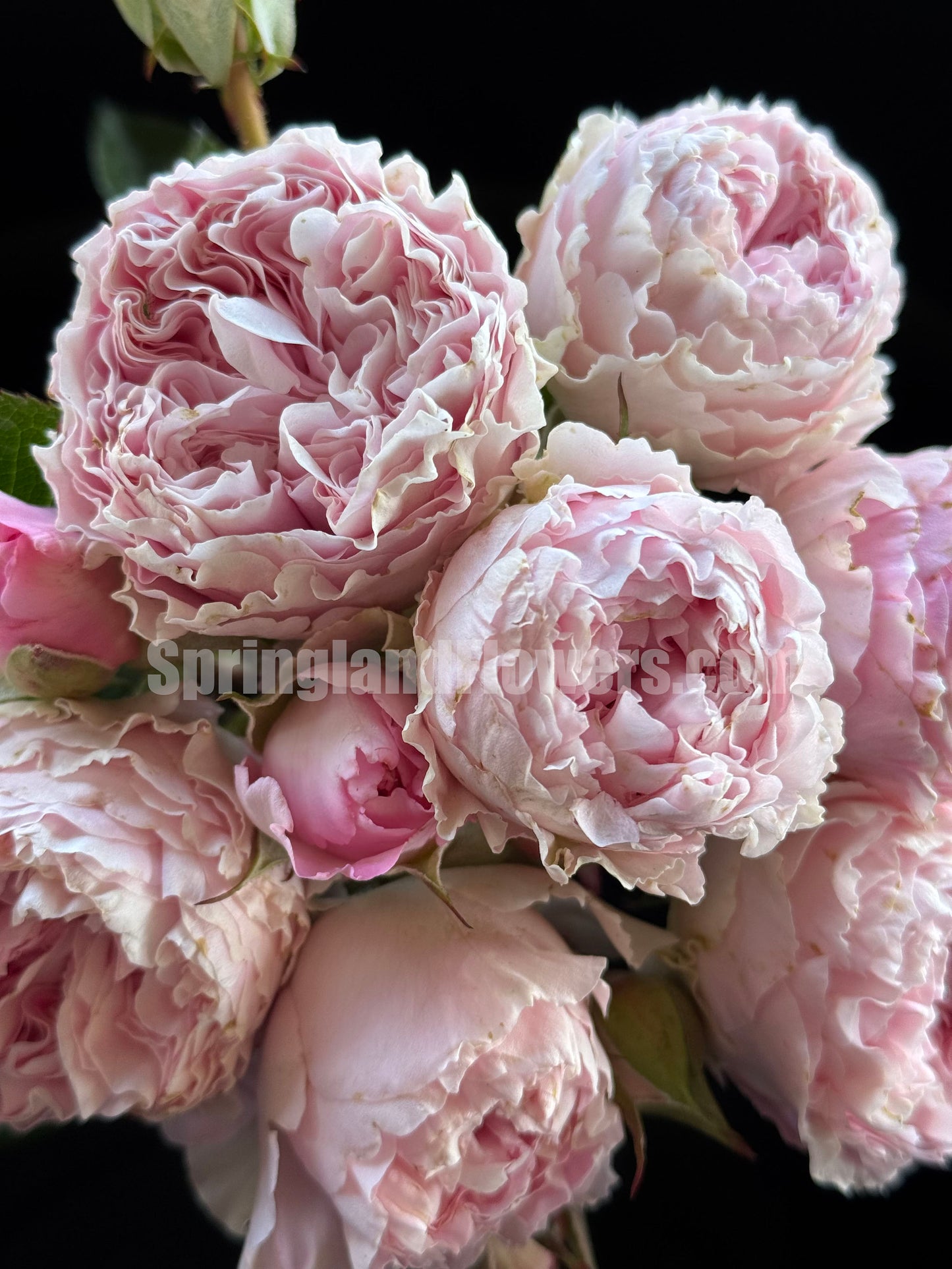 #SPC194, Princess Lace 公主蕾丝, Floribunda Rose, Non-Grafted/Own Root.