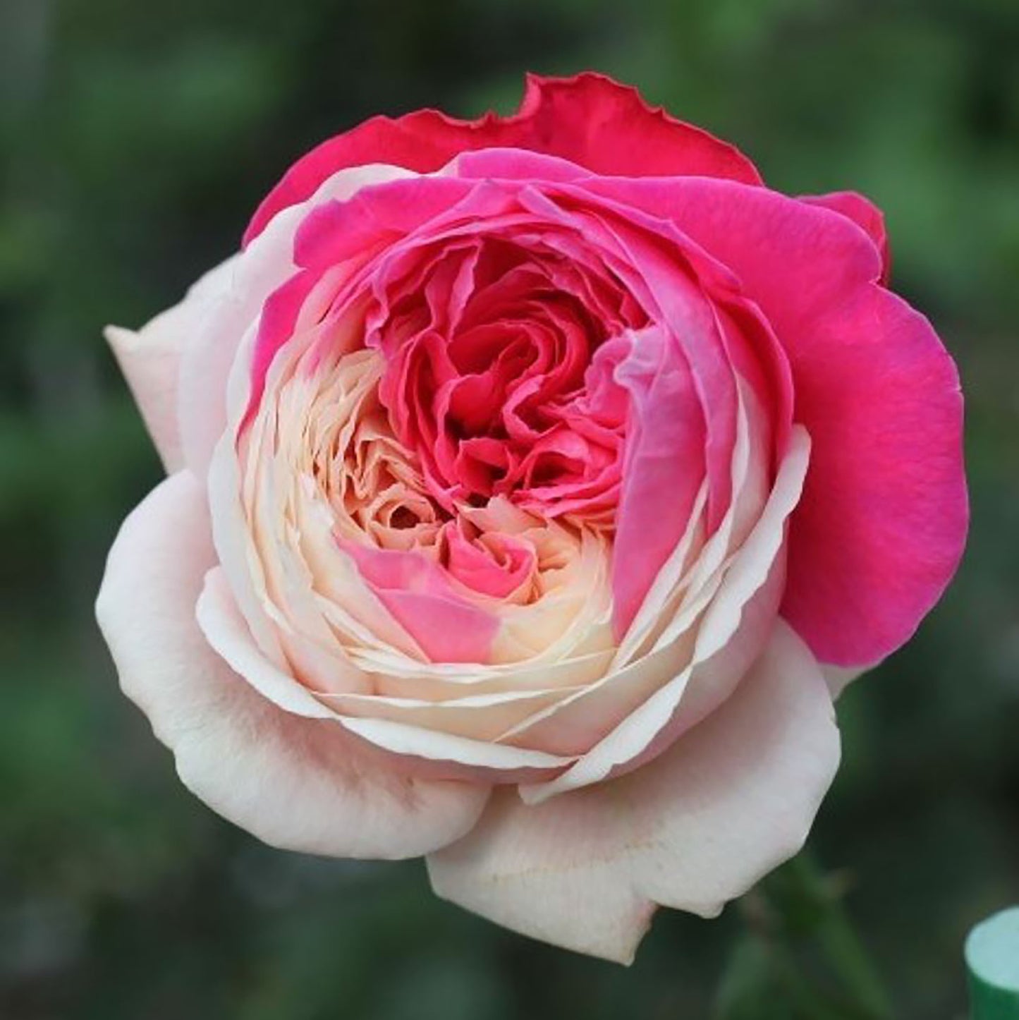 #SPJ166, Tamaki 环, Japanese Shrub Rose,Non-Grafted/Own Root.