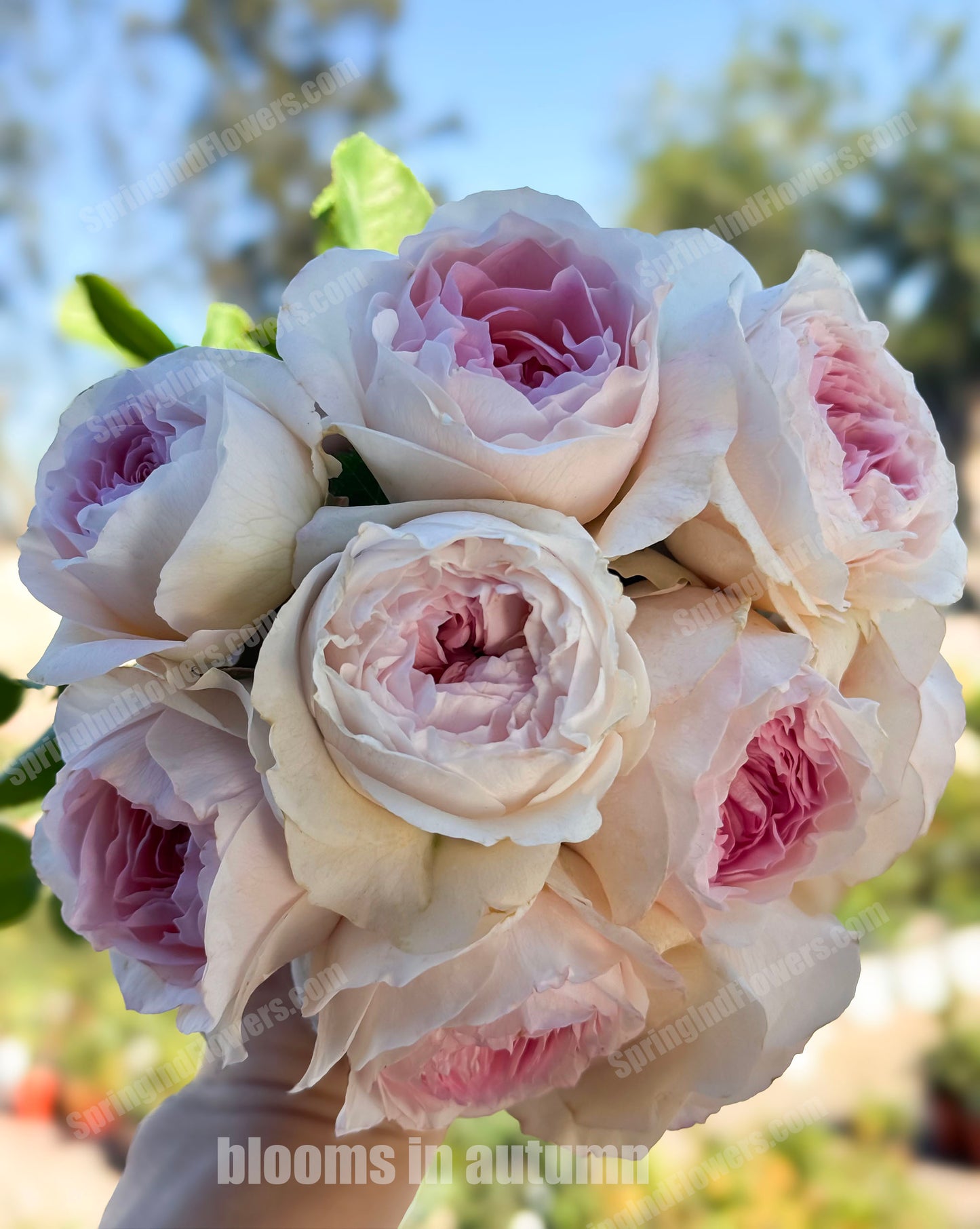 #SPN042,J'adore 真我, Floribunda, Florists Rose. Heat-tolerant, disease-resistant, Non-Grafted/Own Root.