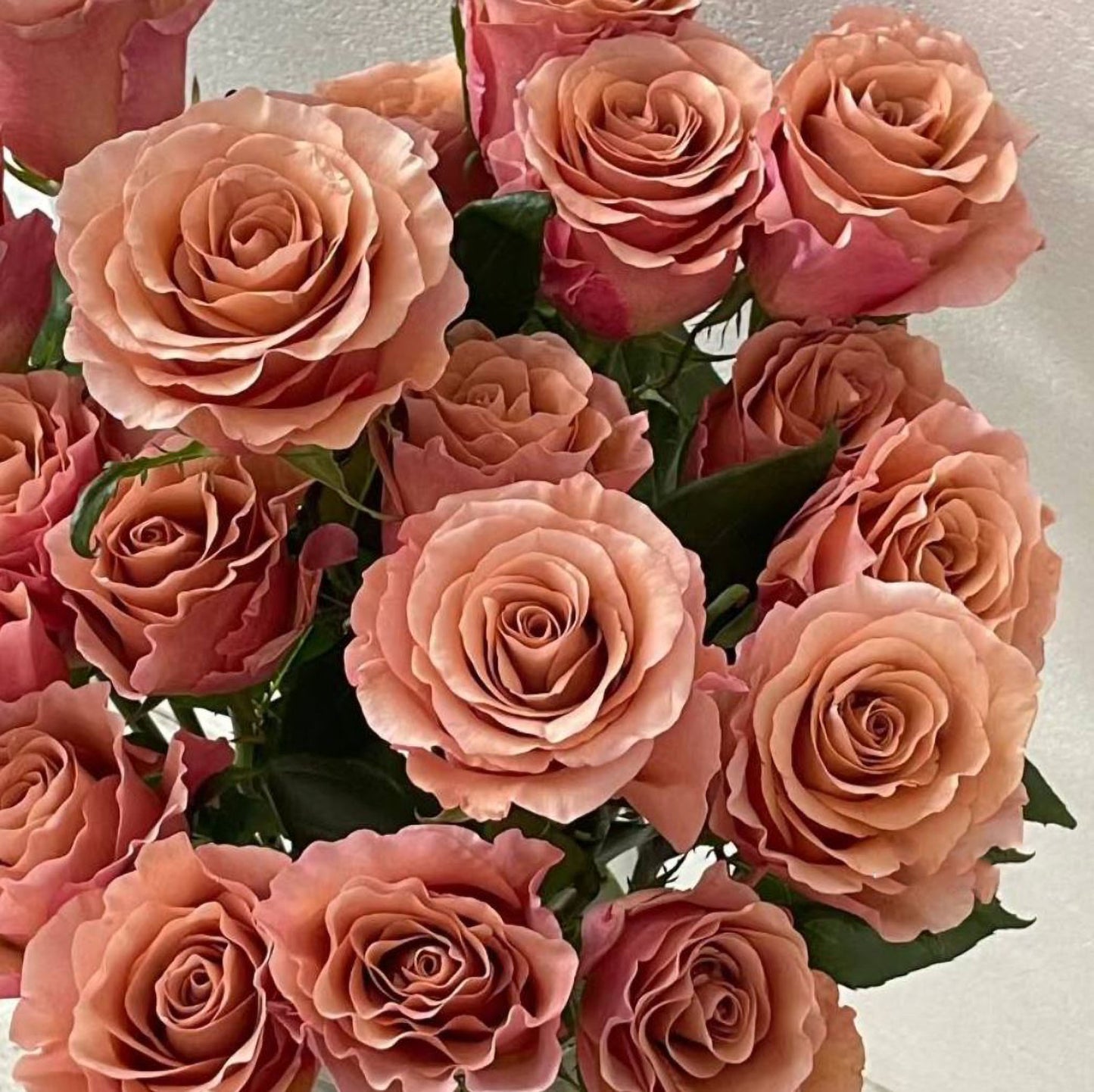 RP Moab 莫泊,Florist Shrub Rose,Upright, Heat-tolerant, disease-resistant, Non-Grafted/Own Root.