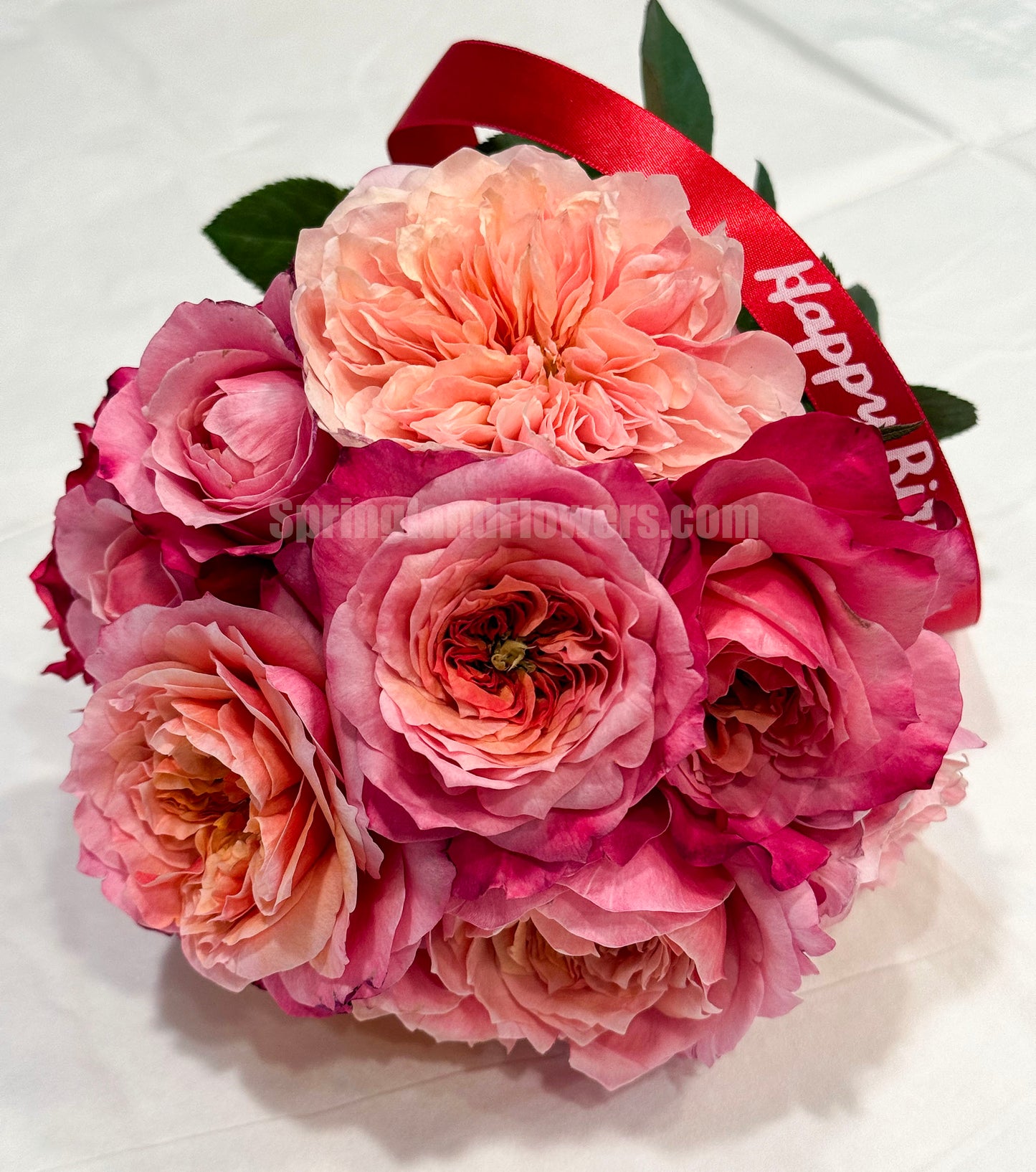 #SPJ035, Miyabi 雅,Florist Shrub Rose, Non-Grafted/Own Root.