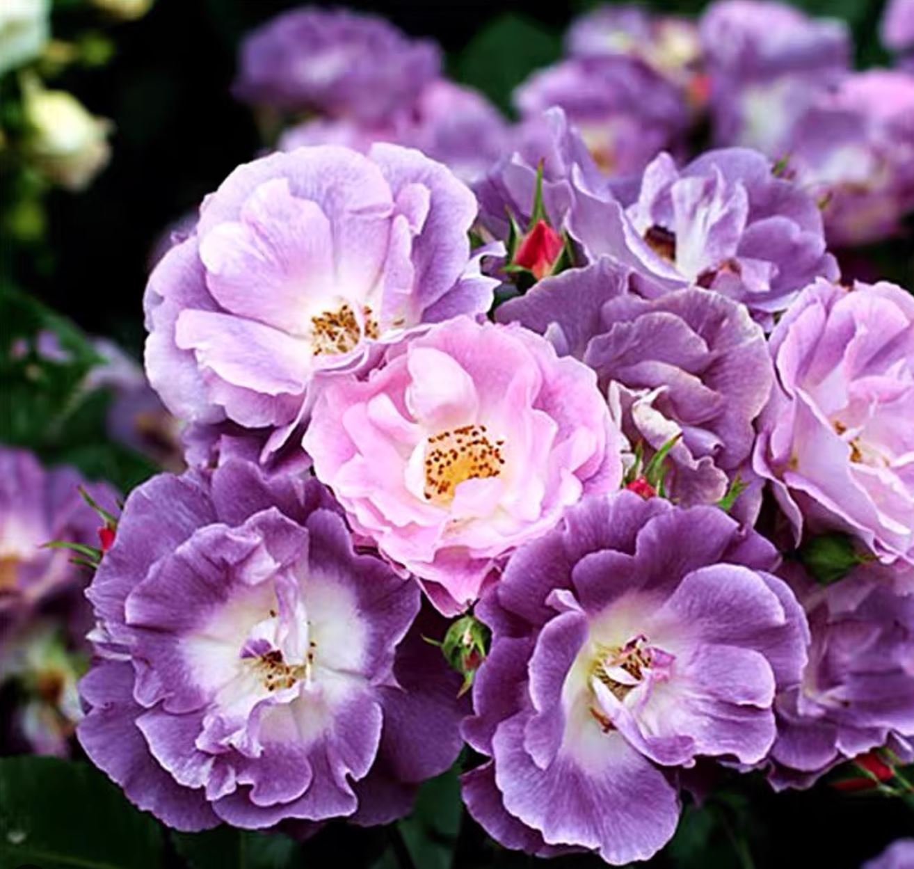 #SPE021, Blue For You 蓝色梦想 , Floribunda Rose, Non-Grafted/Own Root.