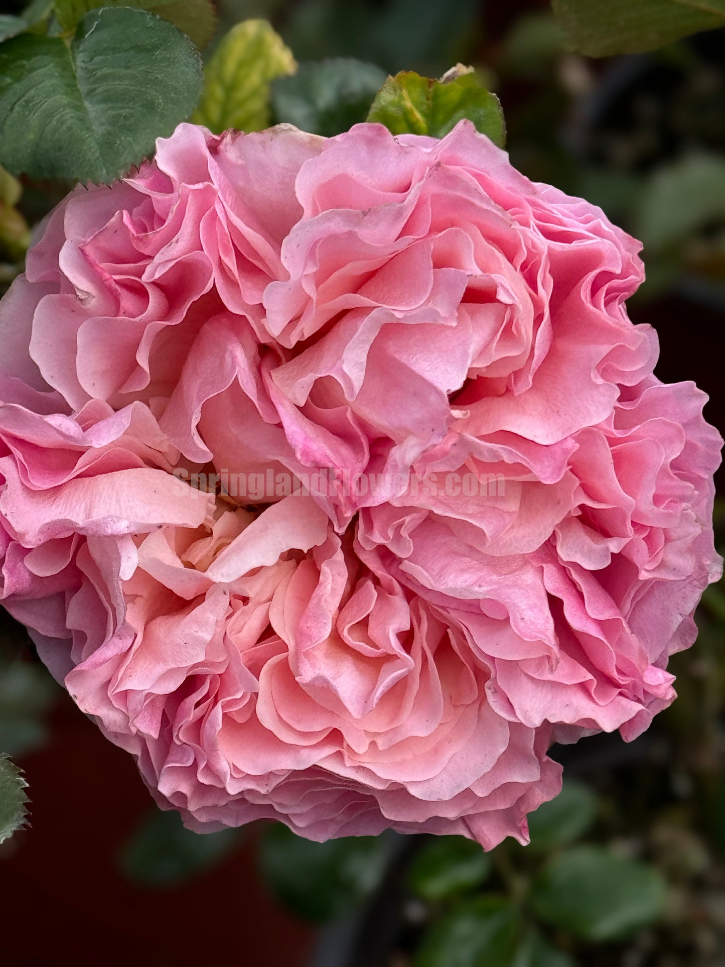 #SPG045,extremely similar to Flora Colonia 科隆百花园, German Climbing & Shrub Roses, Large, Strong fragrance.Heat-tolerant, disease-resistant, Non-Grafted/Own Root.