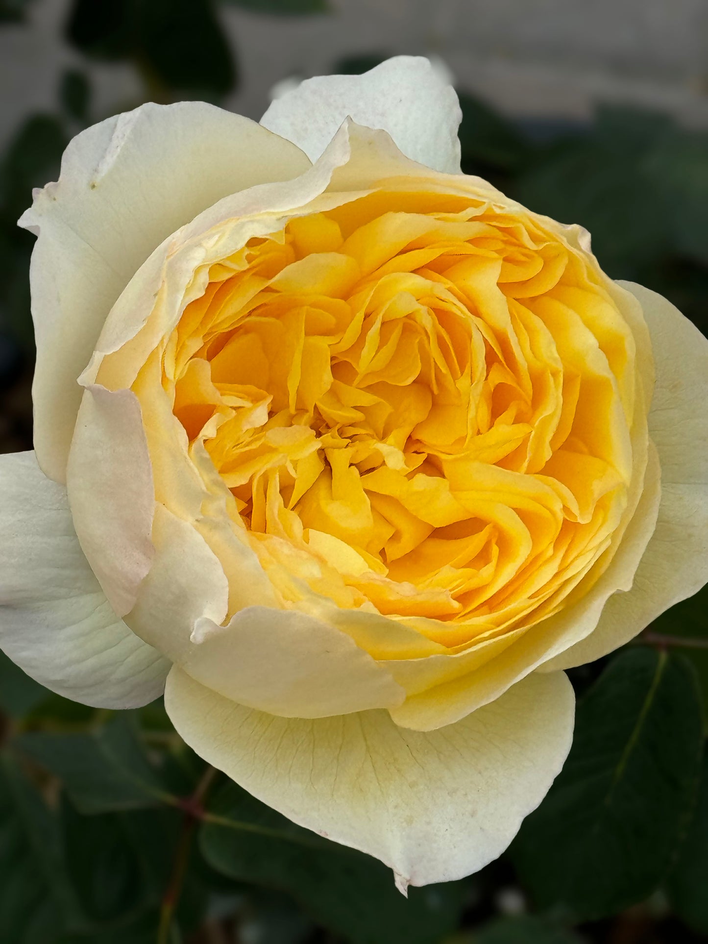 Bird's Whisper 雀啾 , Shrub Rose, Long Blooming Period, Resilience To High Humidity And Heat,Strong Disease Resistance, Own Root.