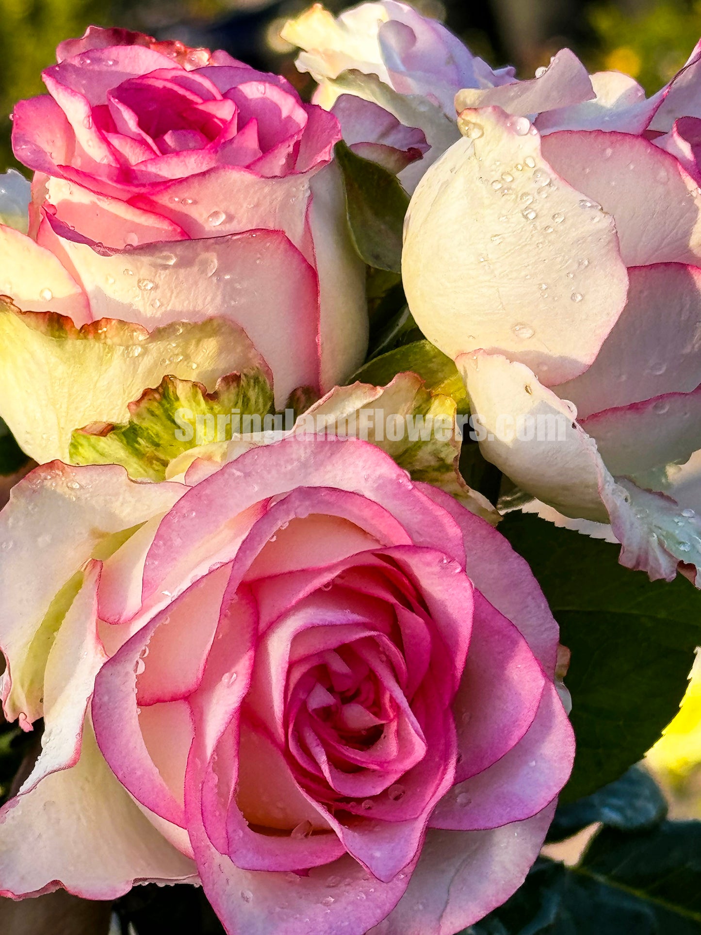 #SPN076, Jumilia 艾莎 ,Florist Shrub Rose, Non-Grafted/Own Root.