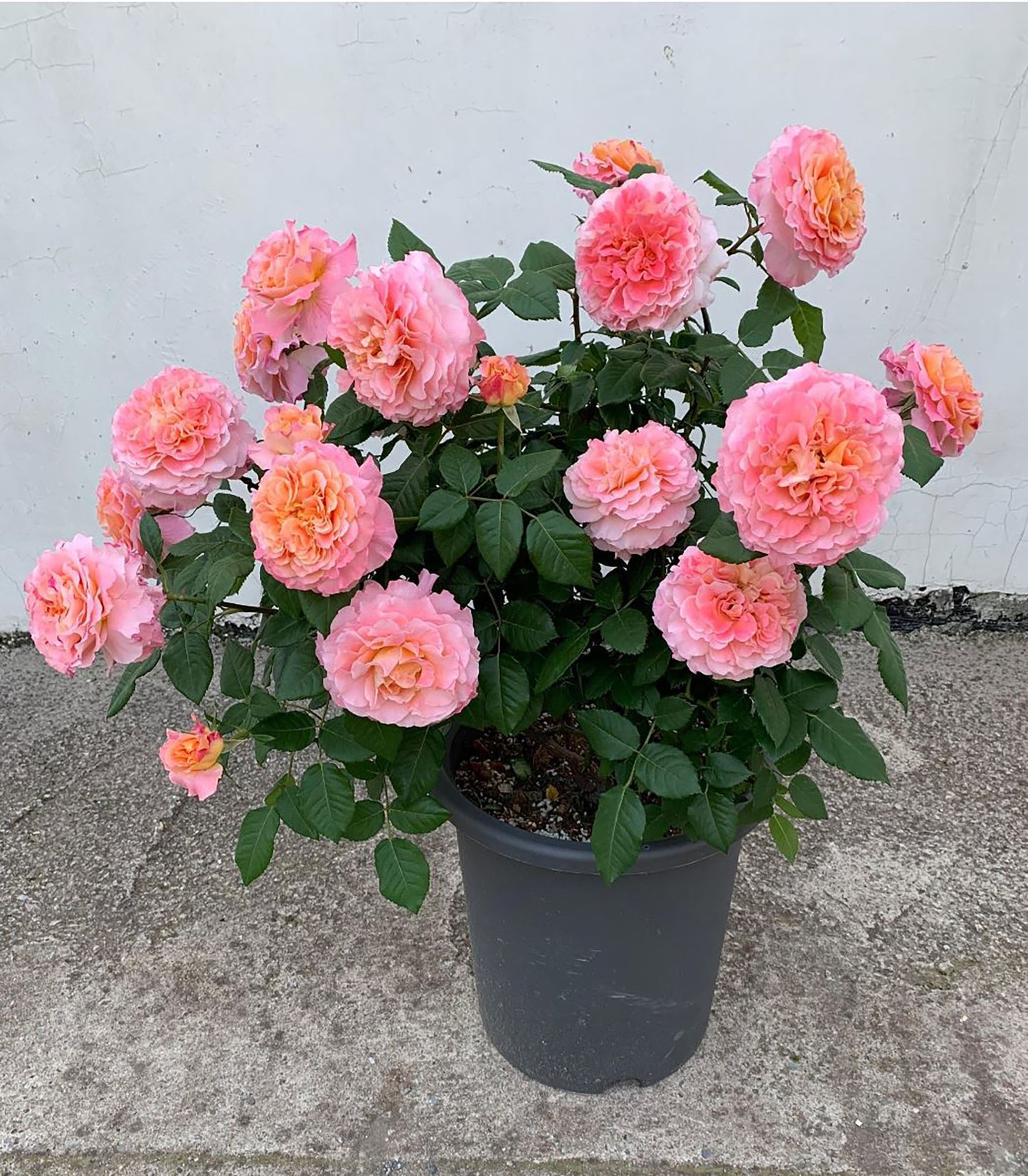 #SPG009 , Augusta Luise 奥古斯塔路易斯, Hybrid Tea Rose, Strong fragrance. Large. Non-Grafted/Own Root.