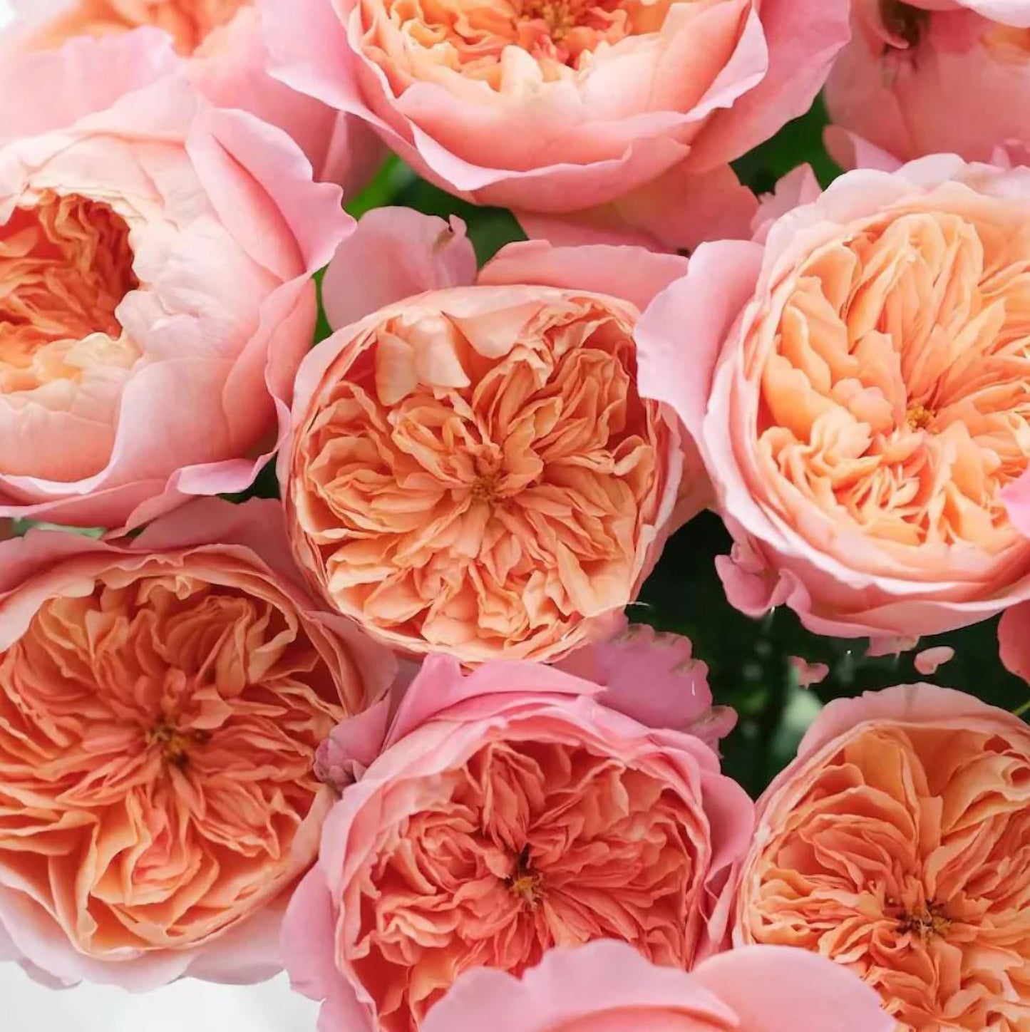 #SPN153,Victoria's Secret  维多利亚的秘密 , Shrub Rose , Non-Grafted/Own Root.