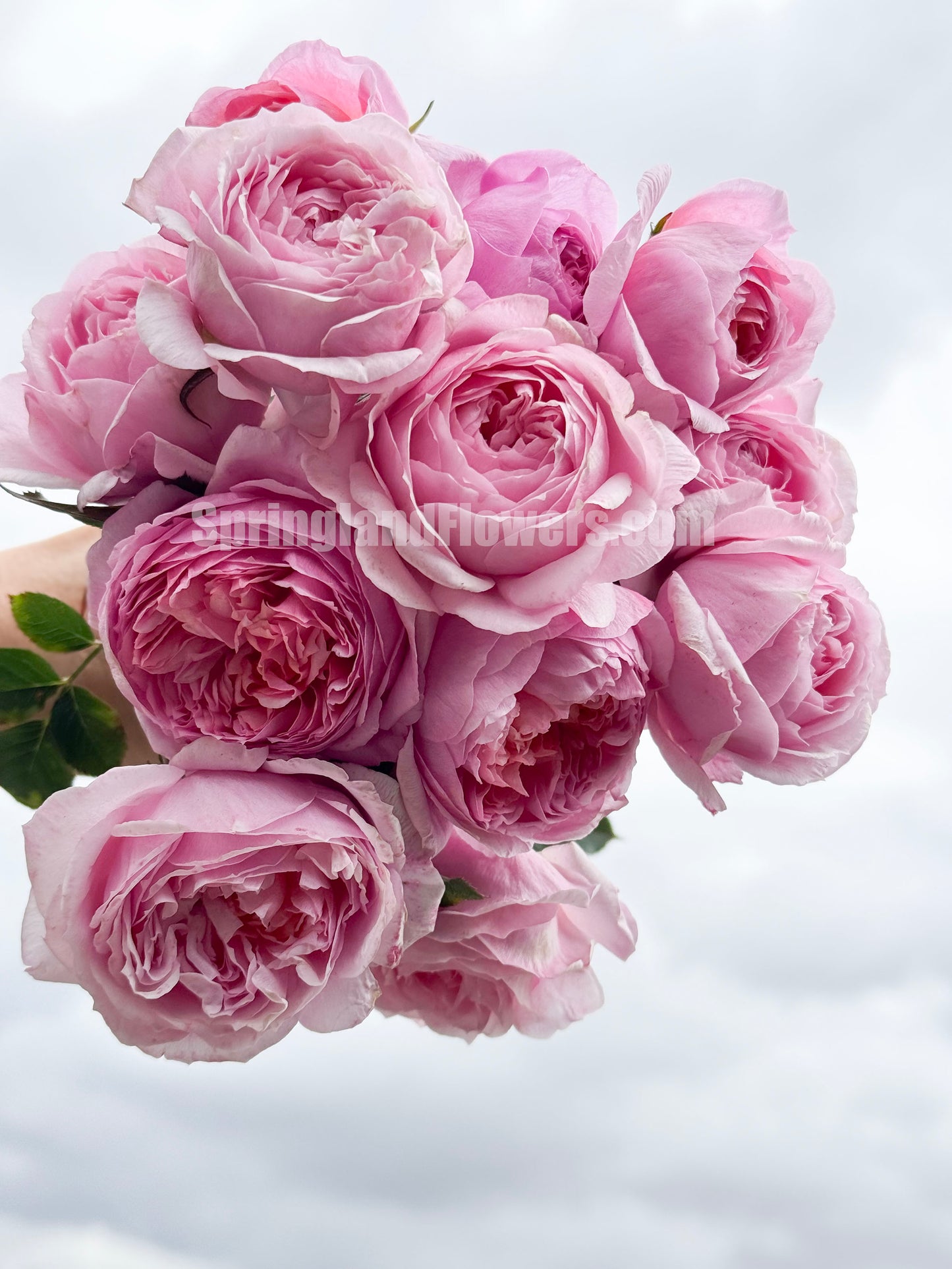 #SPJ159,Fée Clochette 铃之妖精, Floribunda Rose, Non-Grafted/Own Root.Yearlong flower buds. Perfect for small gardens.