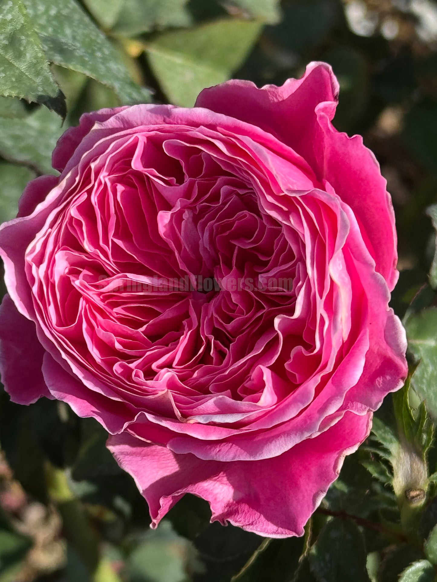 #SPJ110,Yu-zen 友禅, Japanese Florist Shrub Rose, Non-Grafted/Own Root.
