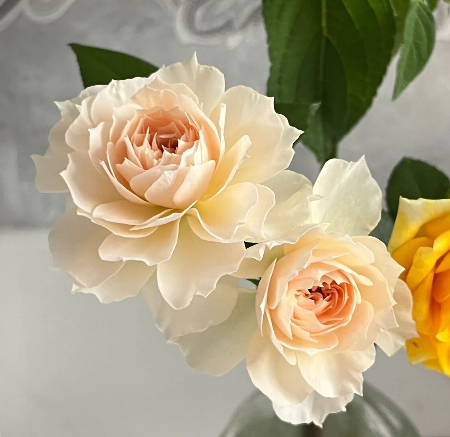 Royal Diva/Opera Queen 皇家迪瓦/歌剧皇后,Shrub Rose, Non-Grafted/Own Root.