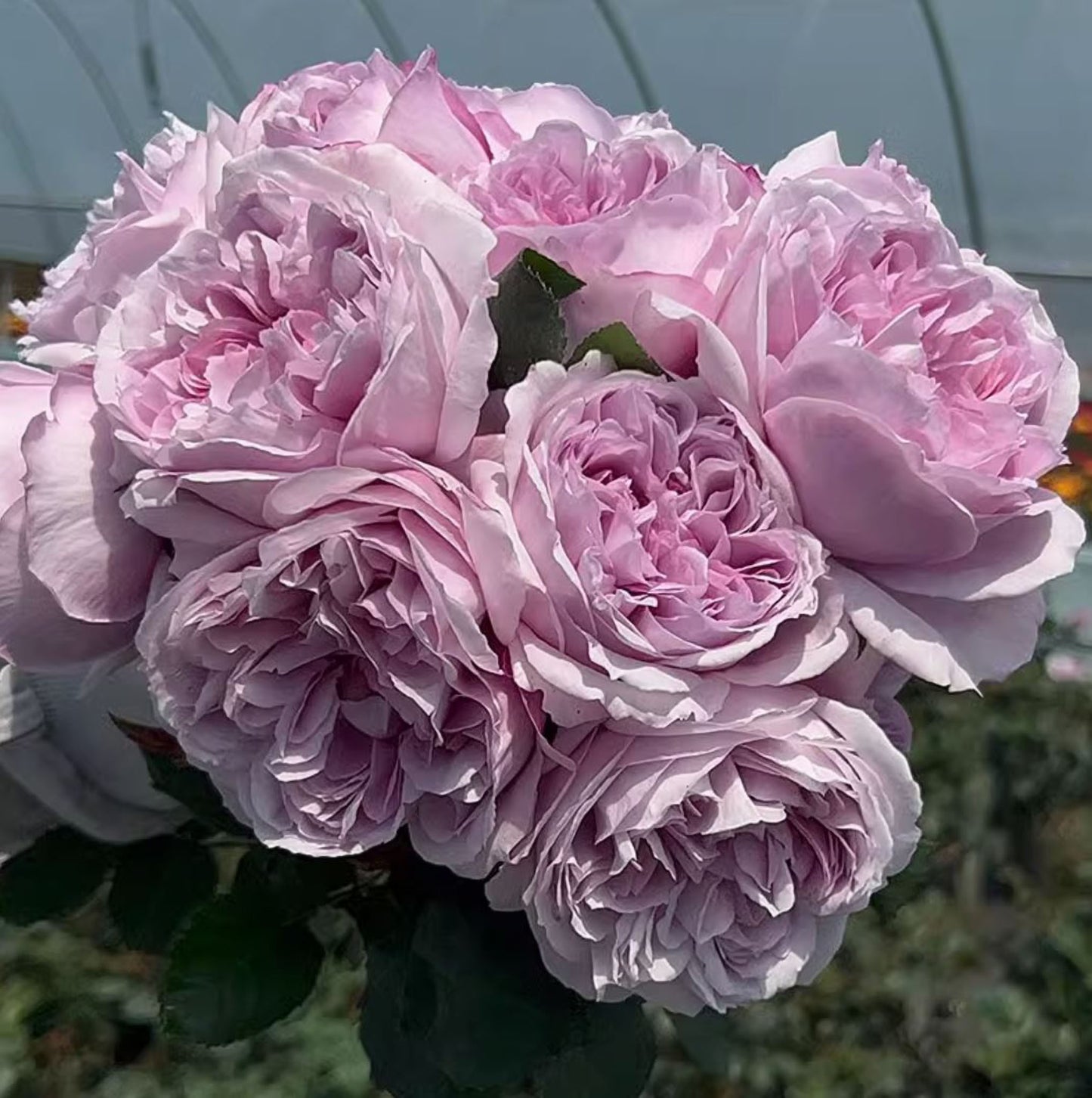 #SPJ136,Karen 卡伦/紫琪,Japanese Florist Shrub Rose. Heat-tolerant, disease-resistant,Non-Grafted/Own Root.