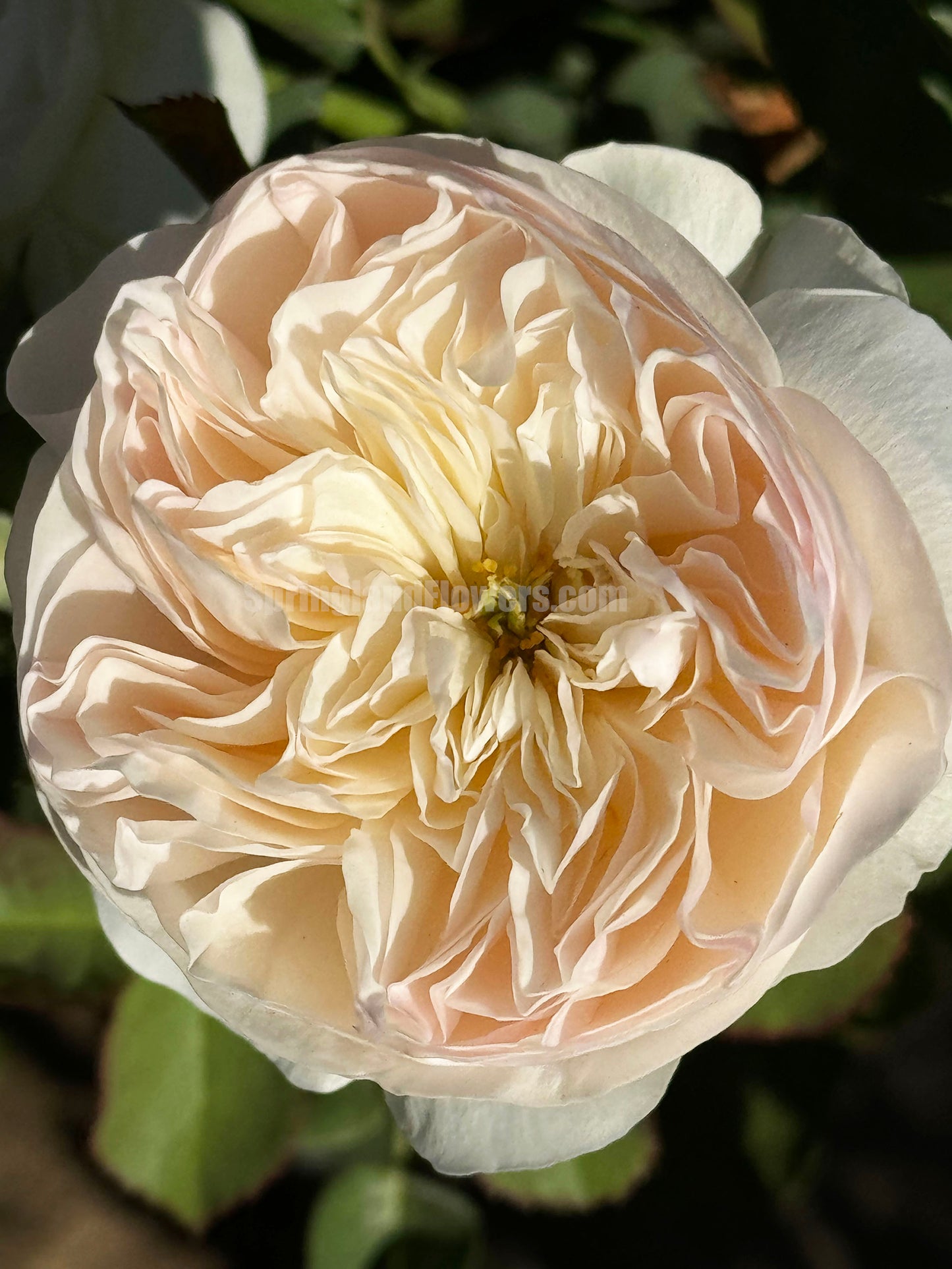 #SPJ152, Extremely Similar to Tinkerbell 昭君,Florist Shrub Rose, Non-Grafted/Own Root.