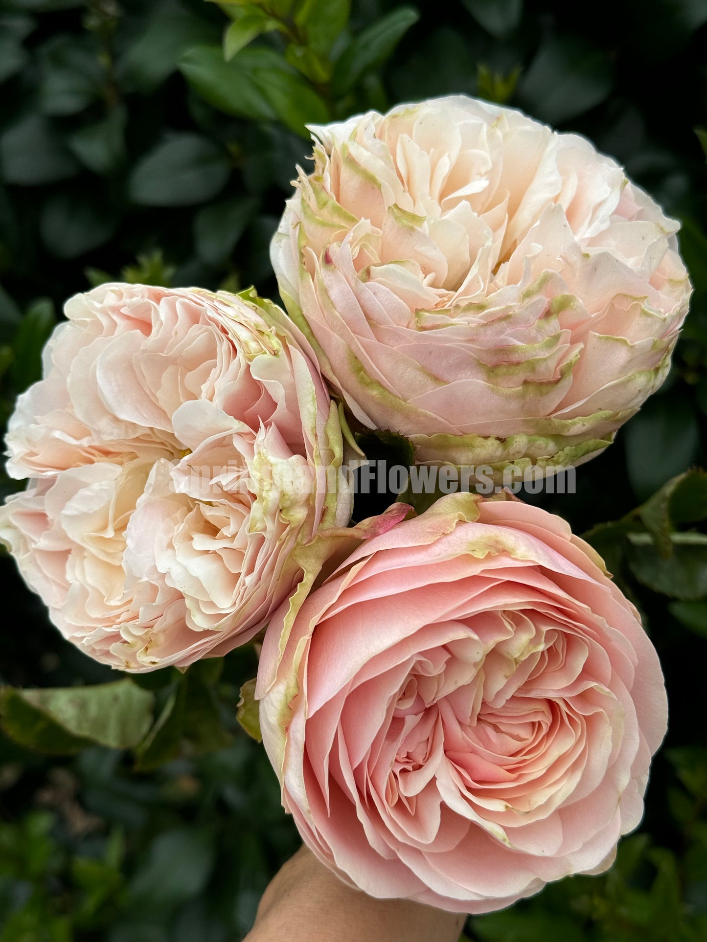 #SPN154, Extremely Similar to Unforgettable 难忘, Florist Shrub Rose, Non-Grafted/Own Root.