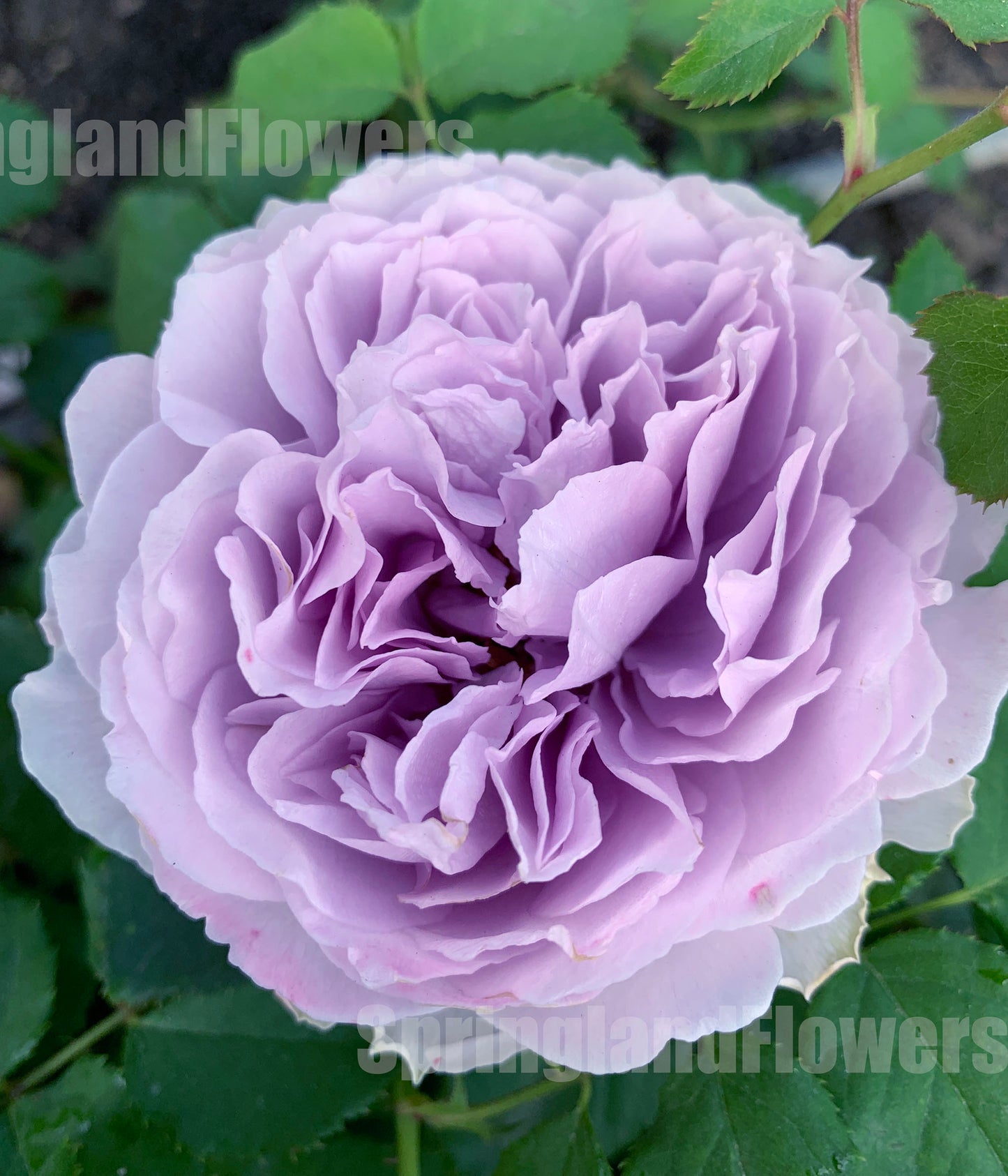 #SPC190, Yinyinqing / Memory of Blue (隐隐青) , Shrub Rose, Non-Grafted/Own Root. Strong Fragrance. Resistant to high temperature and humidity.