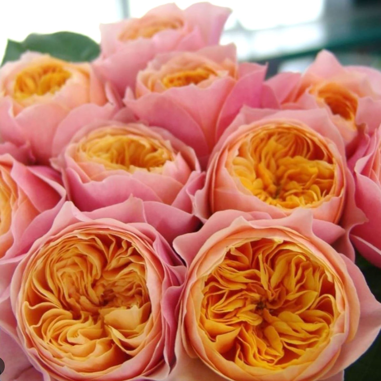 #SPN150, Vuvuzela 温柔珊瑚心,Shrub Rose,Non-Grafted/Own Root.