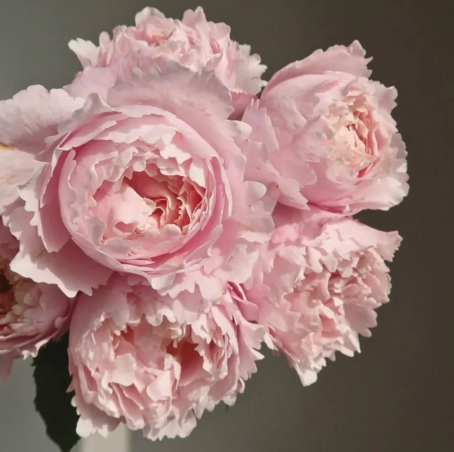 #SPF065,Sophie Rochas 索菲罗莎, Florist Shrub Rose, Non-Grafted/Own Root.