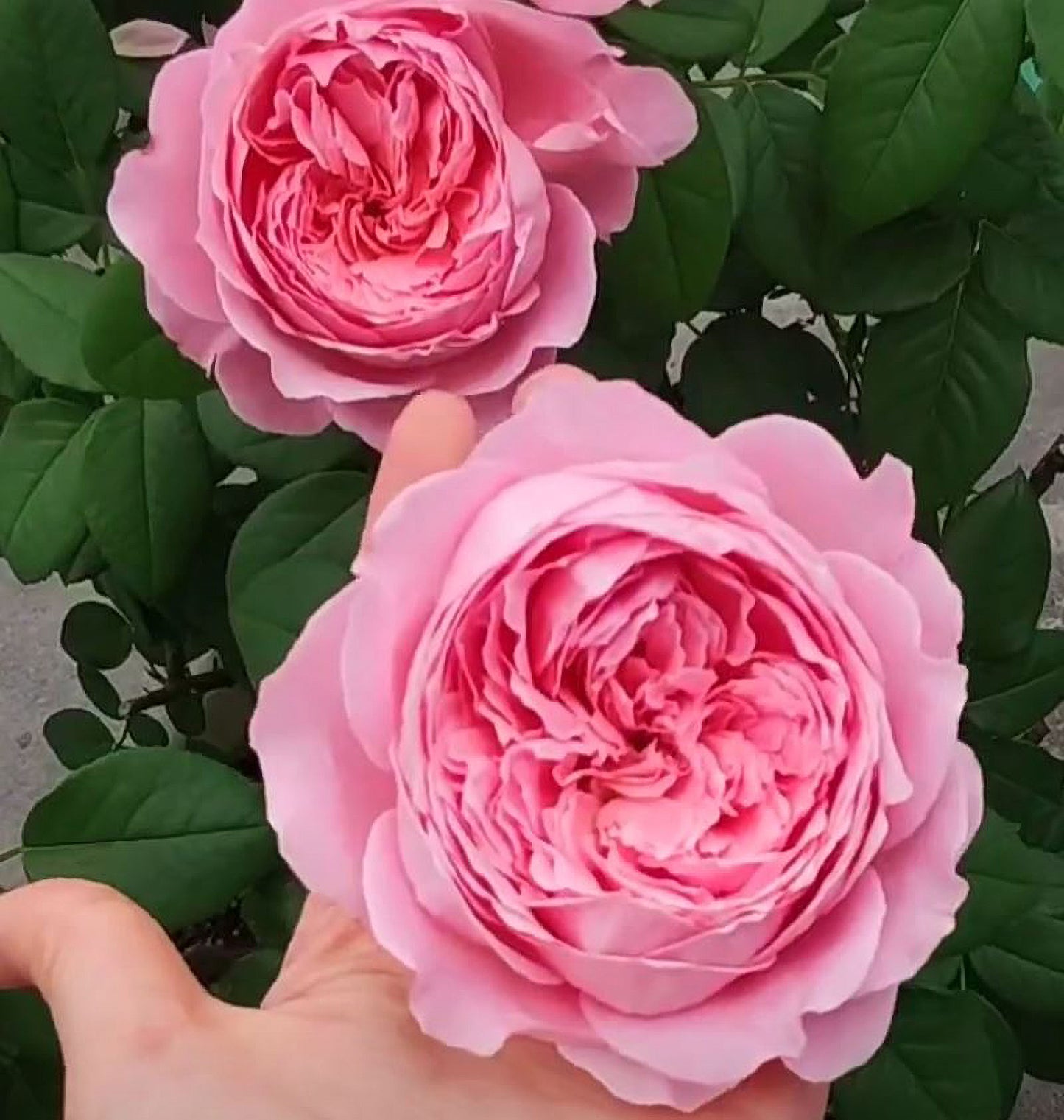 #SPF200, Anne-Sophie Pic 安索菲比克, Floribunda Florists Rose. Upright,Heat-tolerant, disease-resistant, Grafted.
