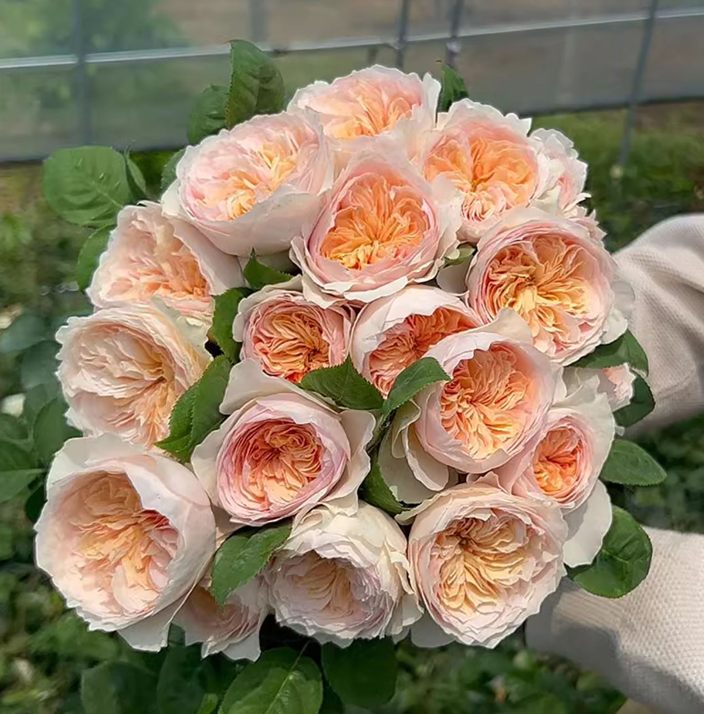 #SPC215, HanXian 涵仙,Climbing and Shrub Rose, Non-Grafted/Own Root.