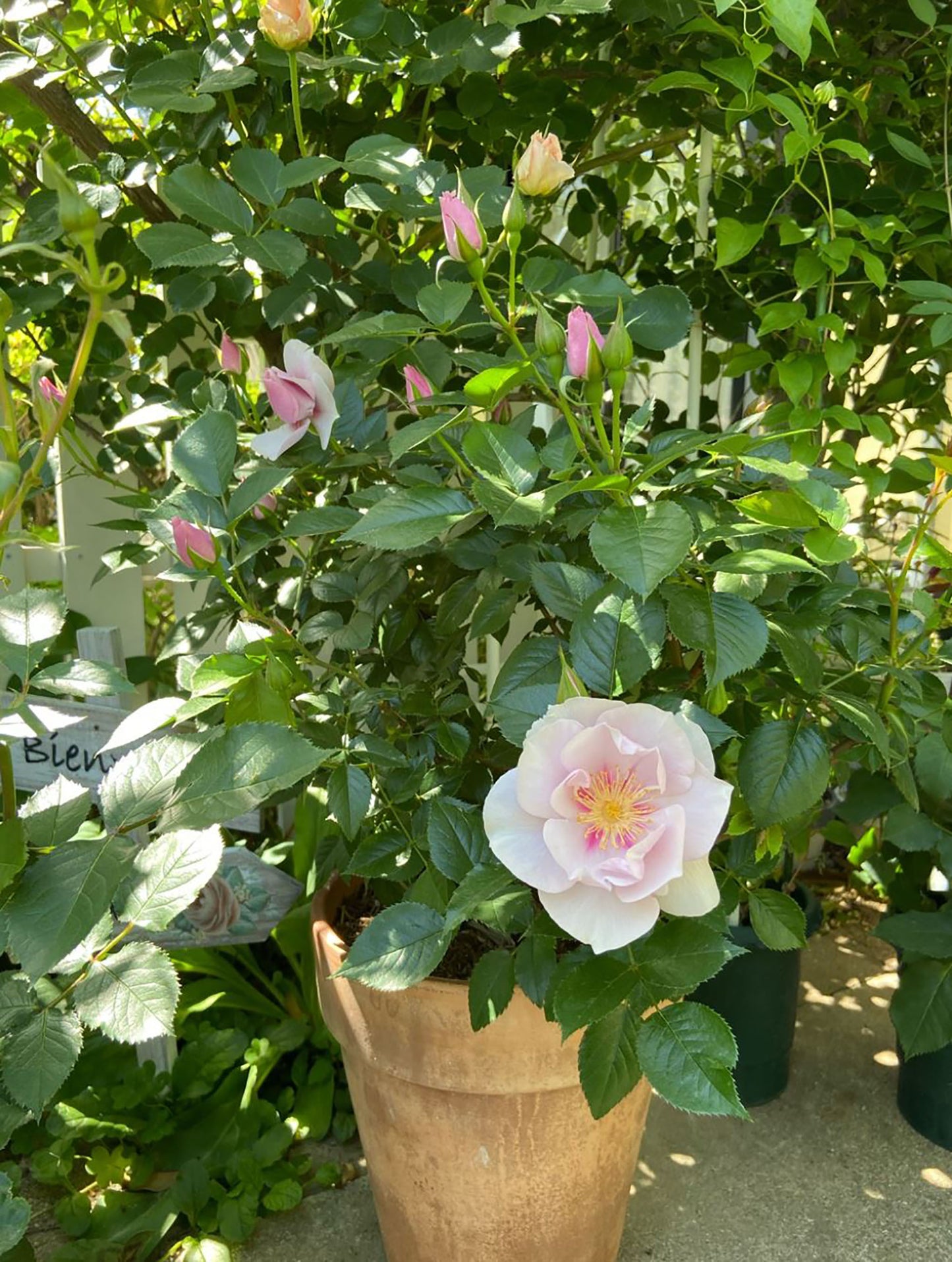 #SPJ047 ,Coup de Coeur 一见钟情,Japanese Floribunda Rose, Disease-Resistant, Non-Grafted/Own Root.