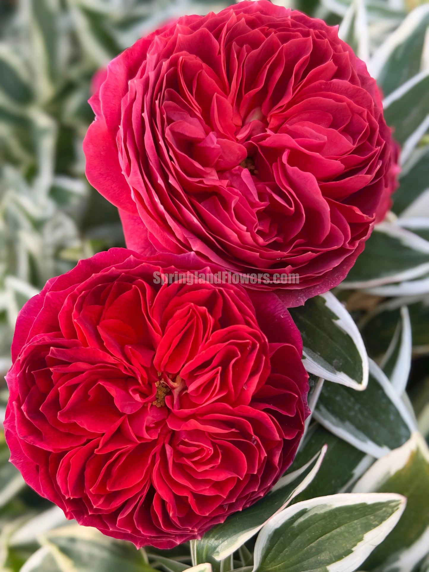 #SPC193, Cinnabar Bowl (Zhusha Wan) 朱砂碗,Chinese Rose, Non-Grafted/Own Root.