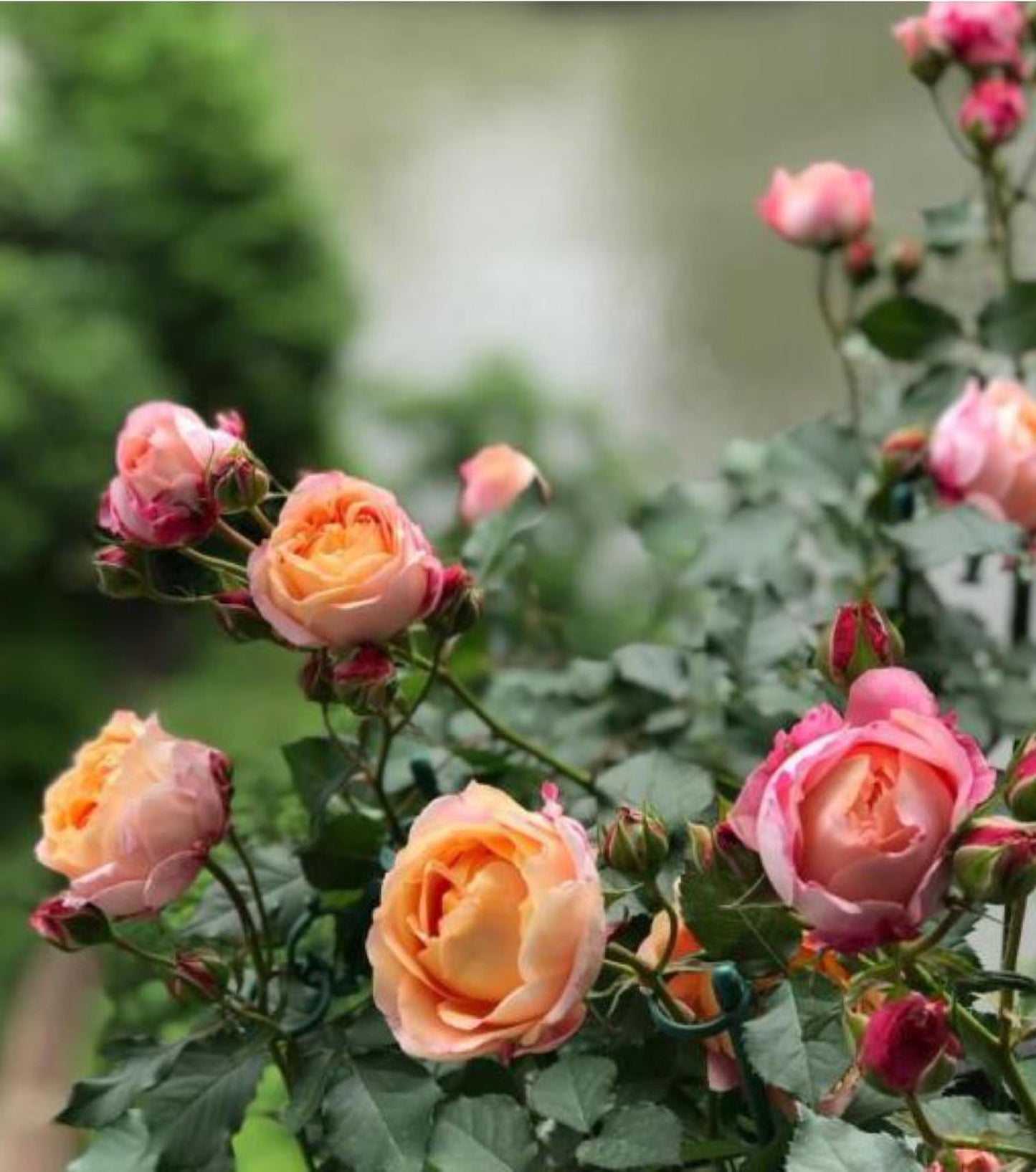 #SPC205,Expanse of Blossom 梦幻美人/大花美人, Chinese Shrub Rose, Non-Grafted/Own Root.